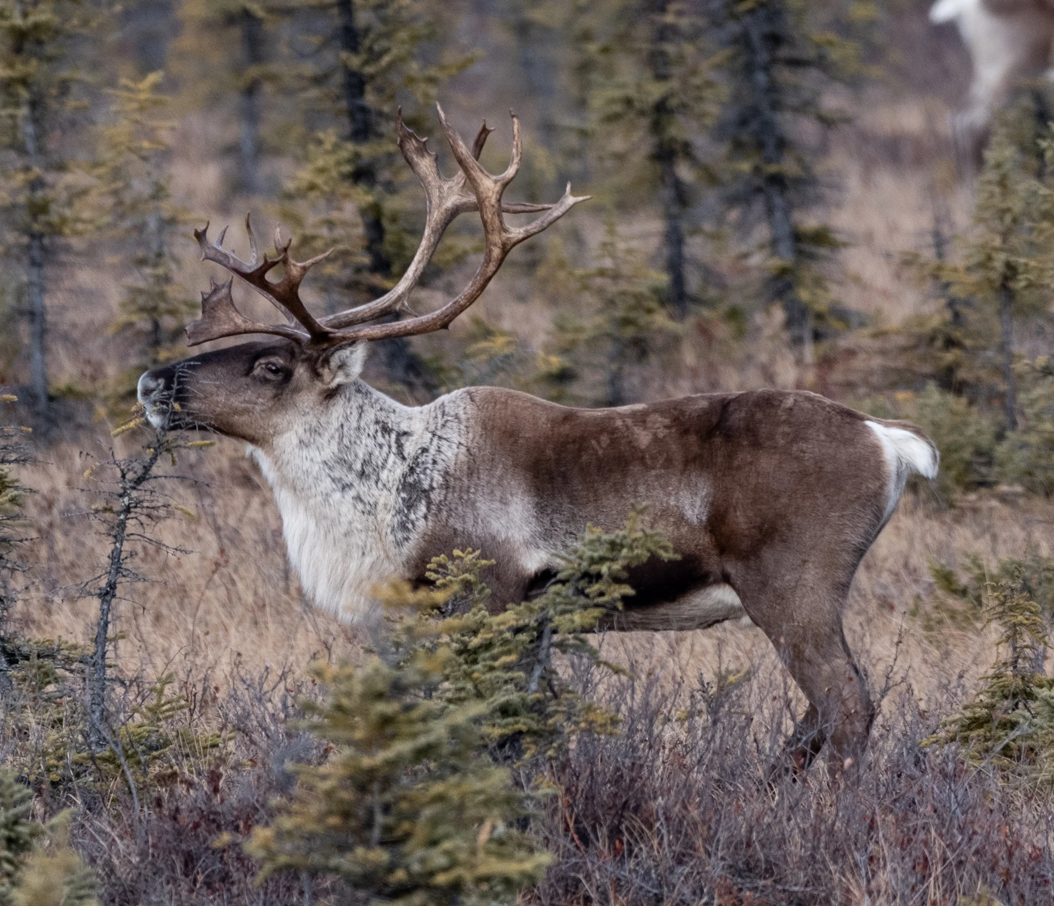 Caribou-3.jpg