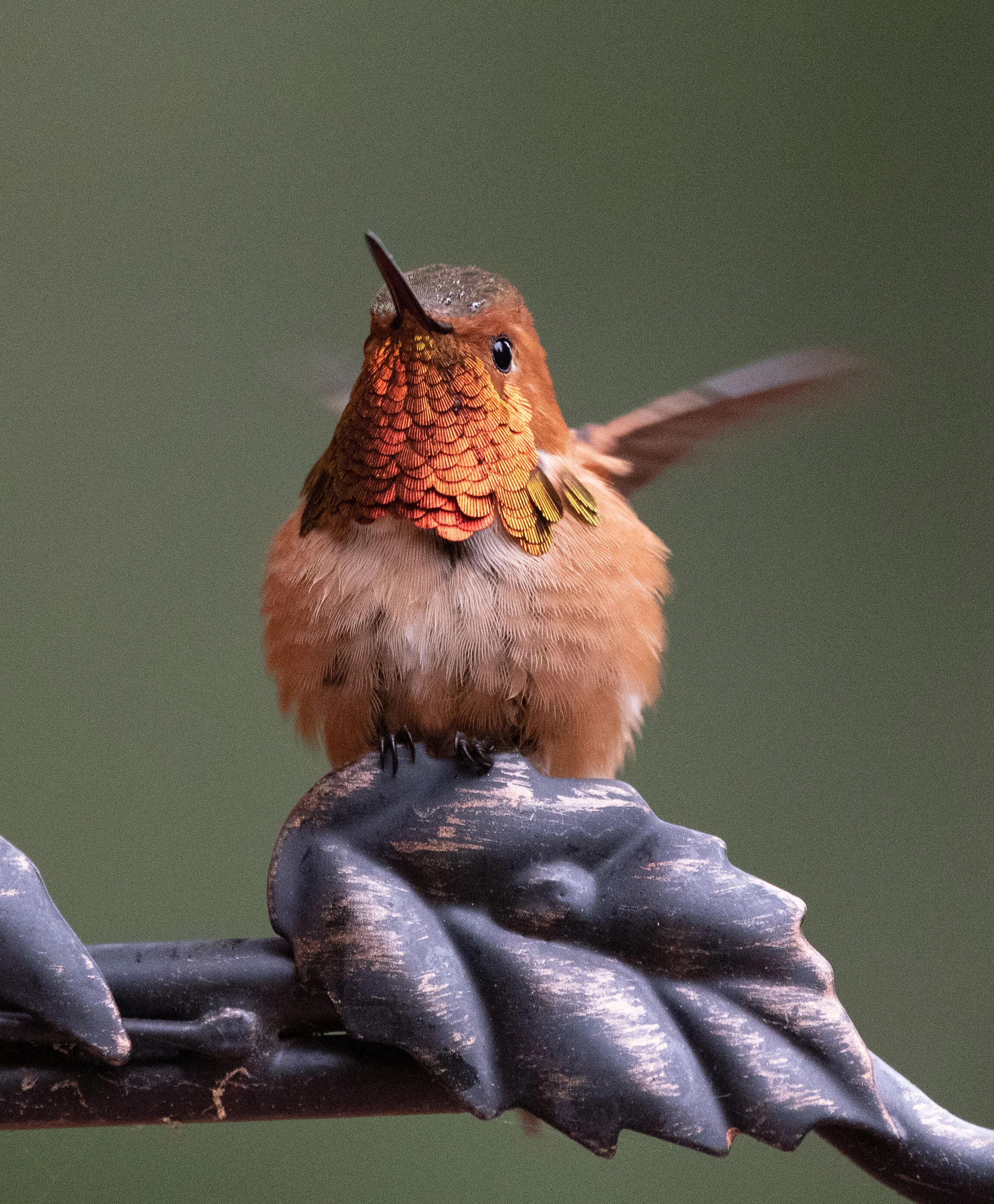 hummingbirds-32.JPG