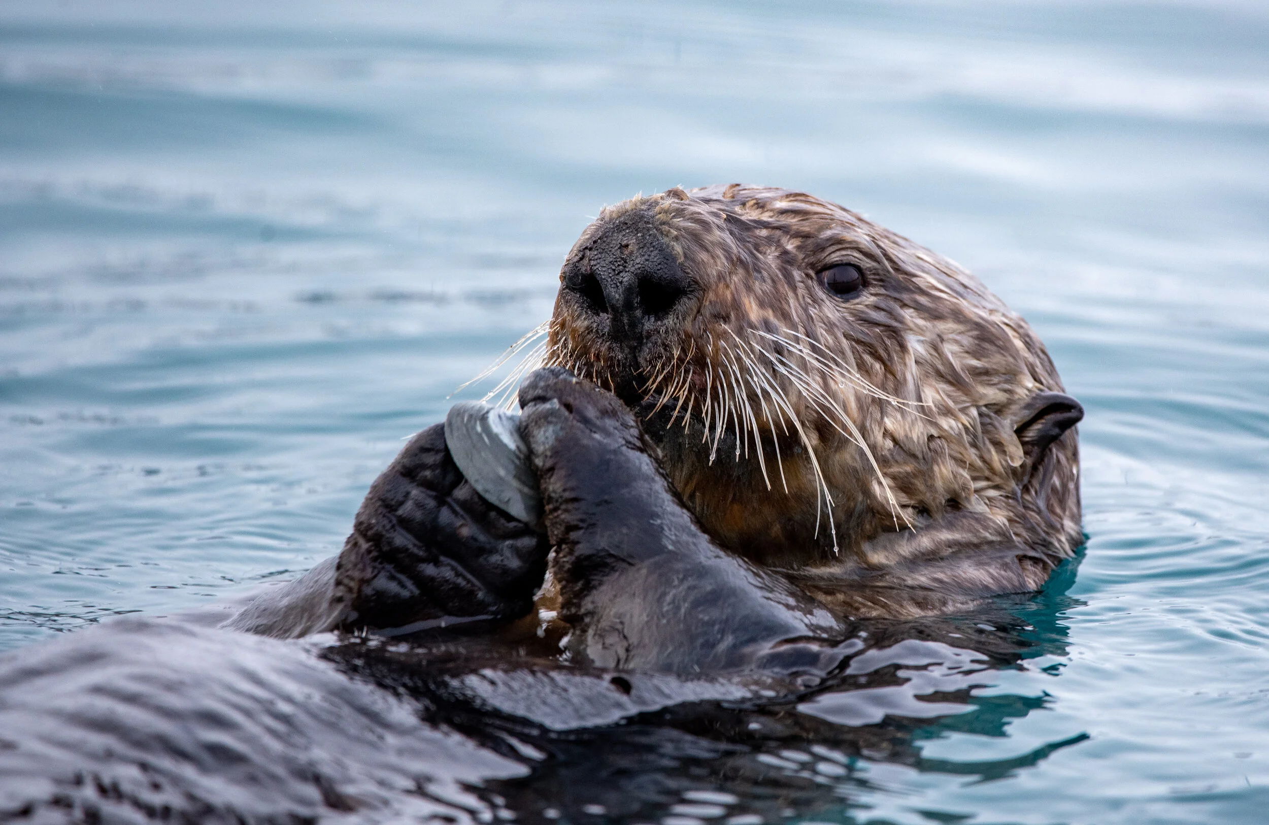 Valdez-Harbor-Otters-28.jpg