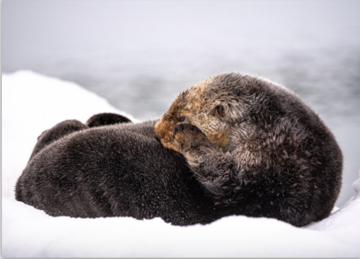 Screen Shot 2021-06-22 at 2.55.49 PM.png