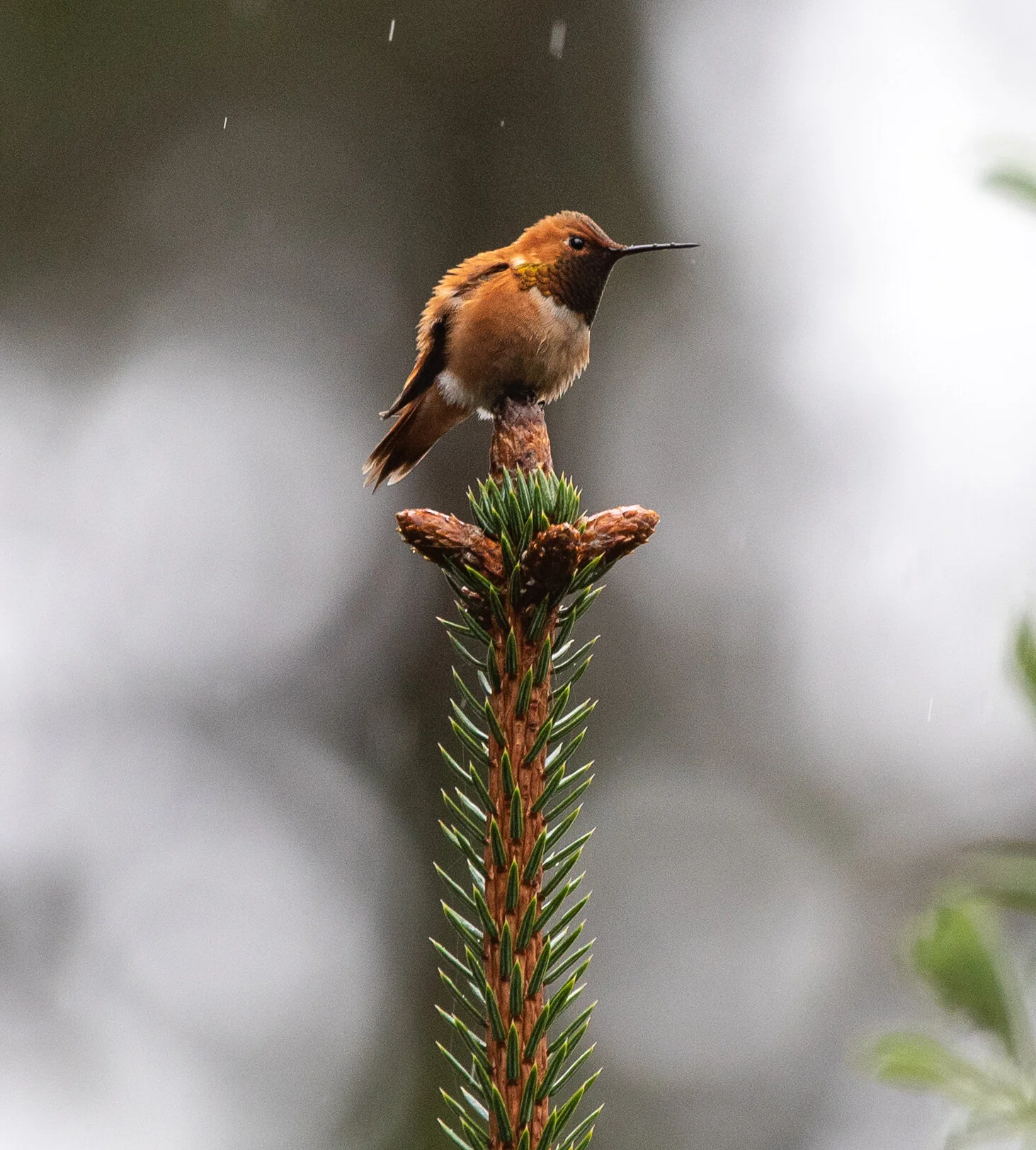 hummingbirds-12.jpg