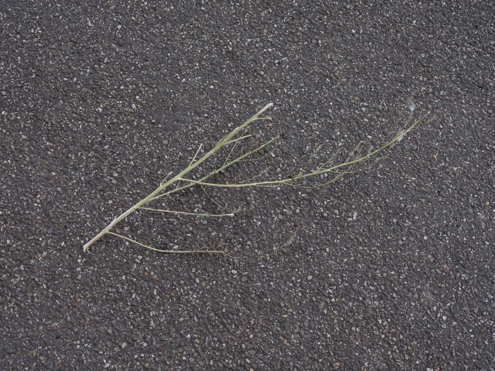 DSCF6275.jpg