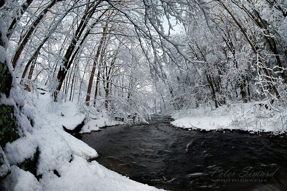 Snowy Canopy