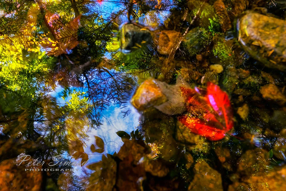 mystic-water-leaf.jpg