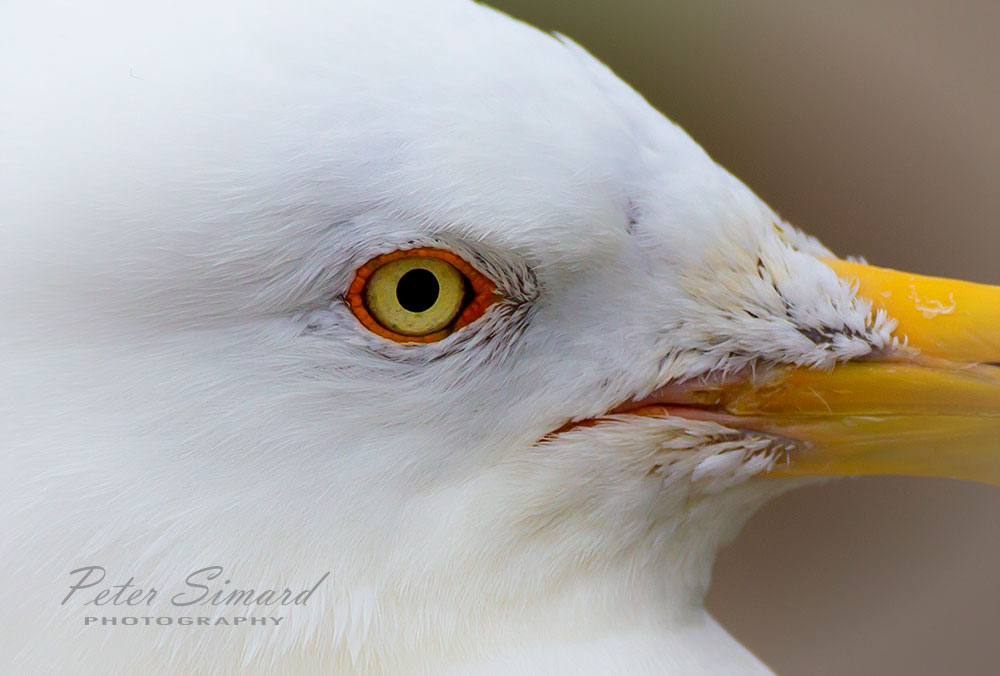 Seagull-close.jpg