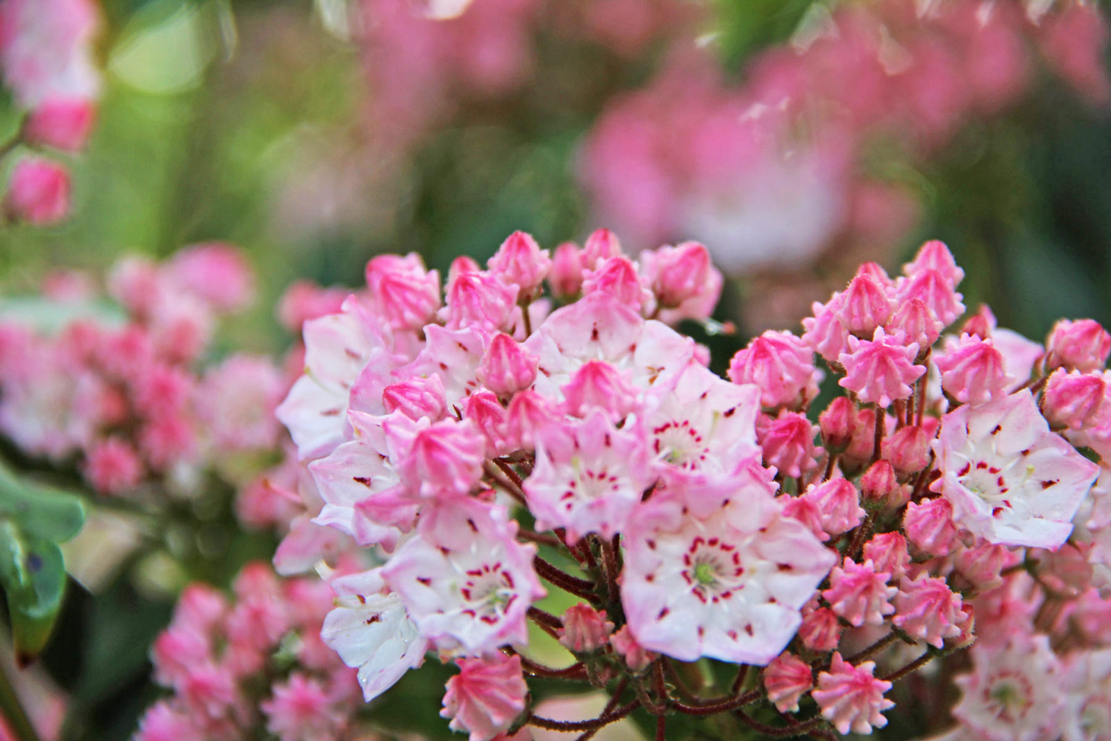 mountain-laurel-caoursel.jpg
