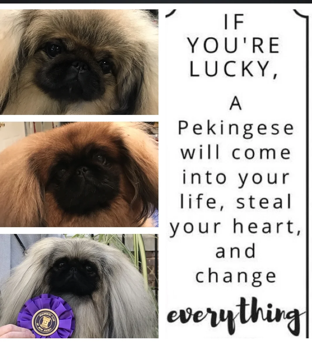 Contact Us at: taylinpekingese@gmail.com