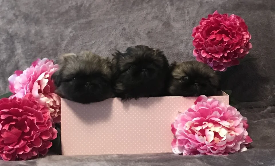 Puppies Landing Page.jpg