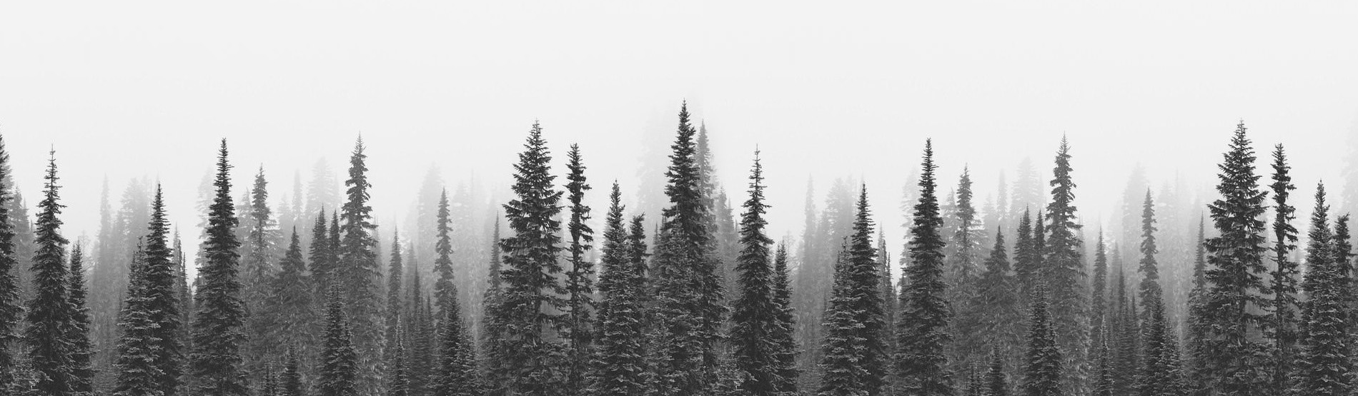 bg-banner.jpg