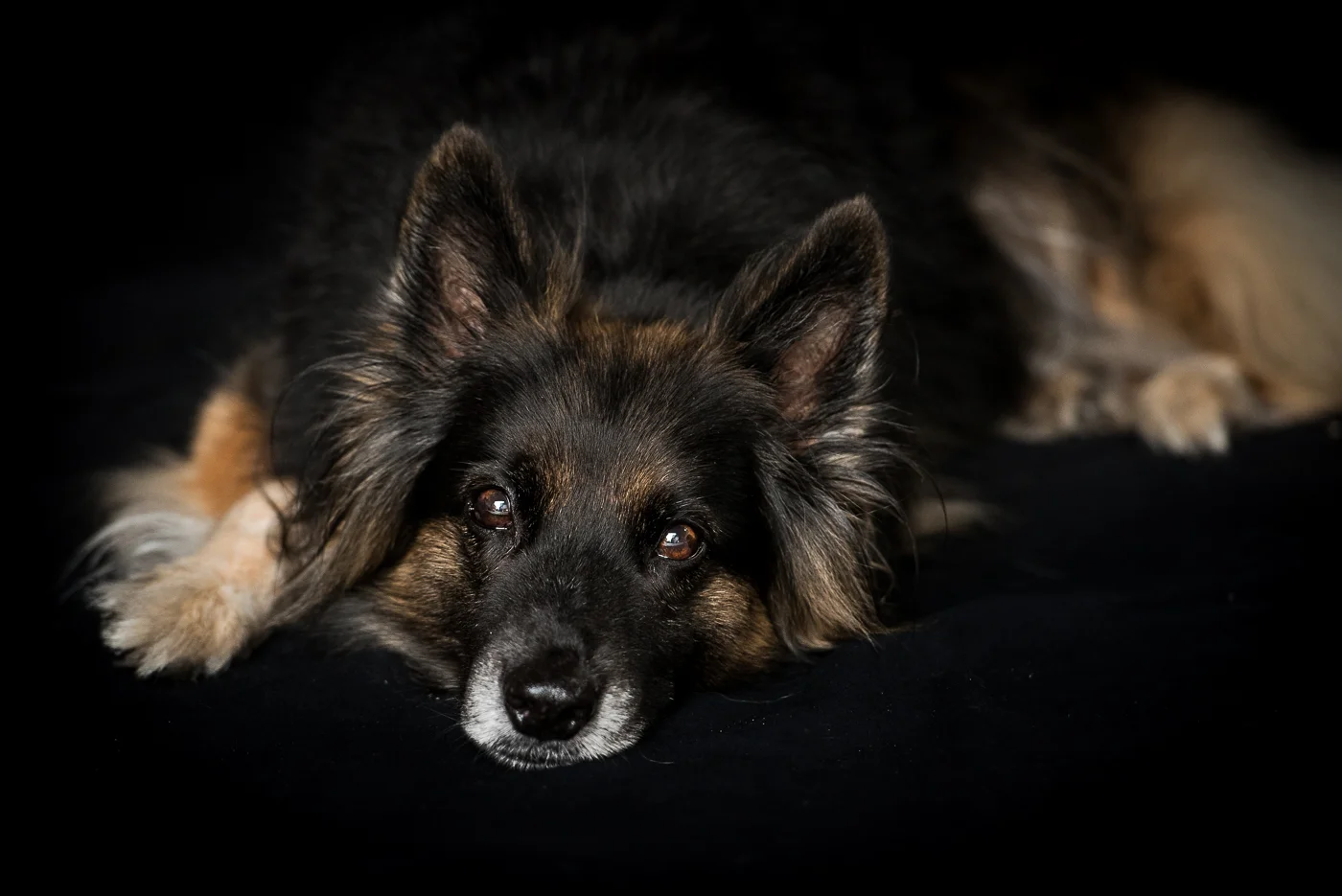 hondjes-2936.jpg