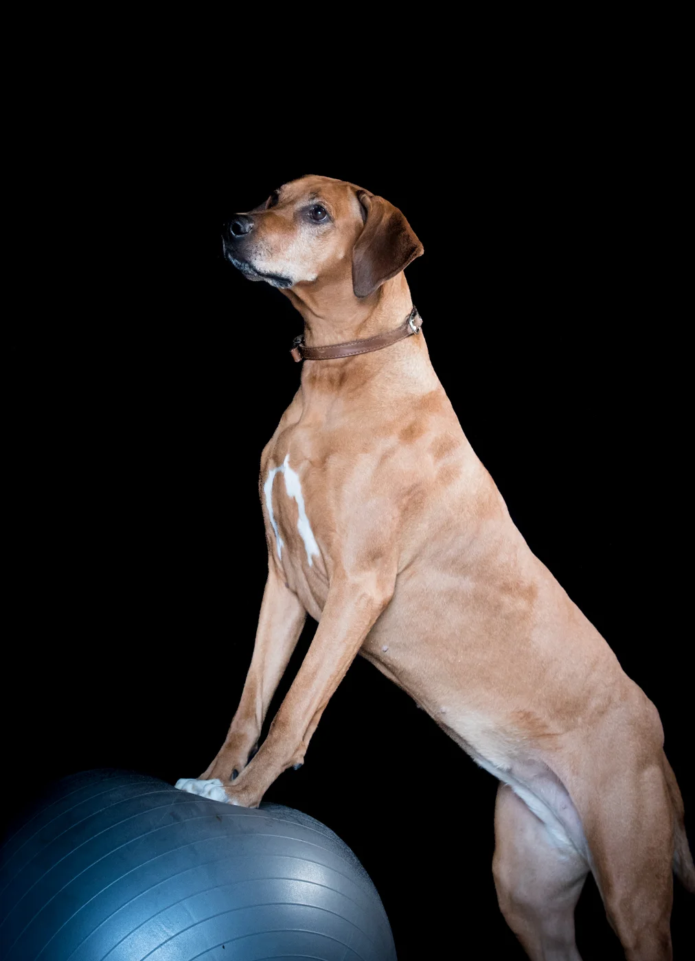 hondjes-3323.jpg