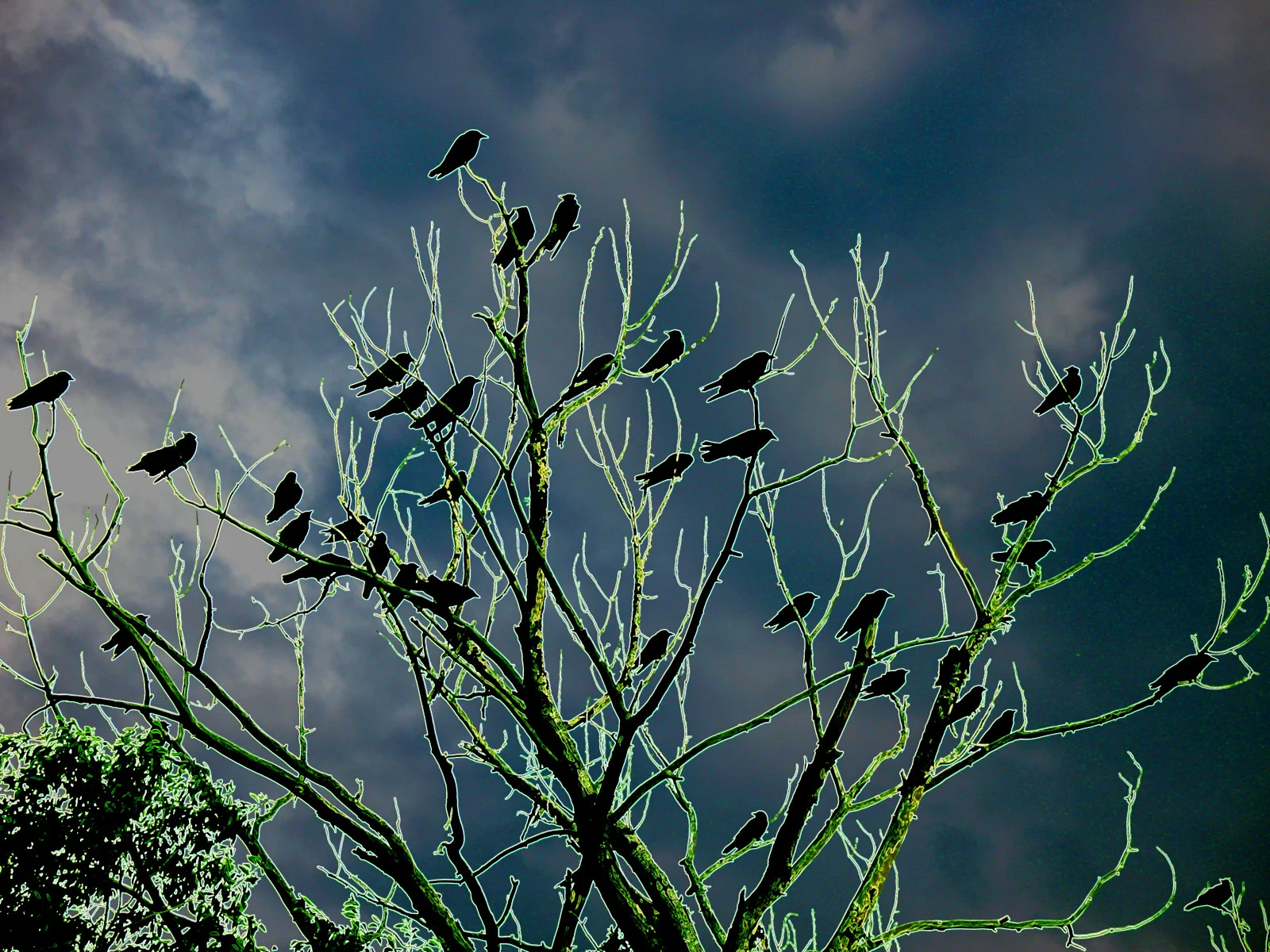 birds in tree.JPG