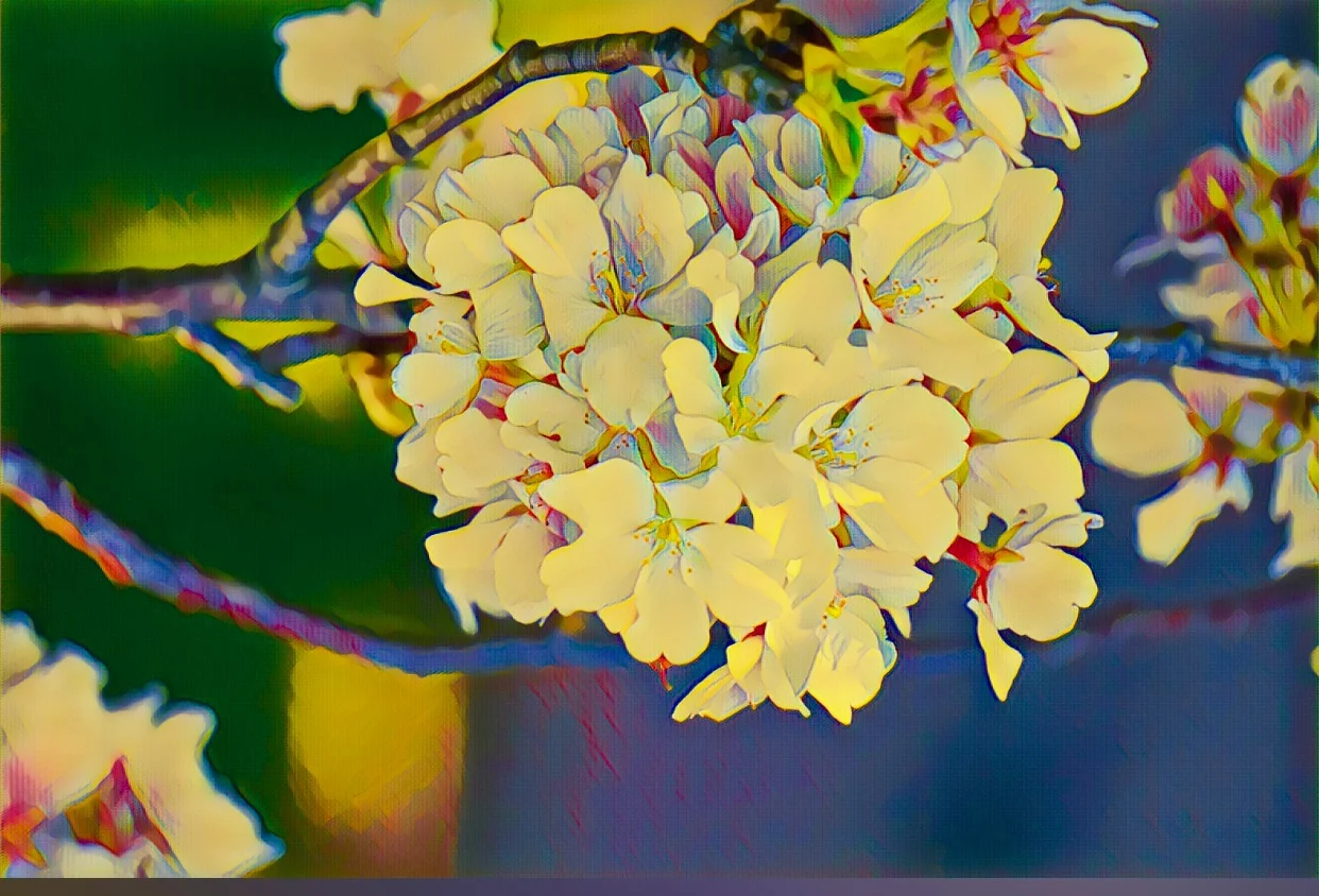 cherry blossom 2.JPG