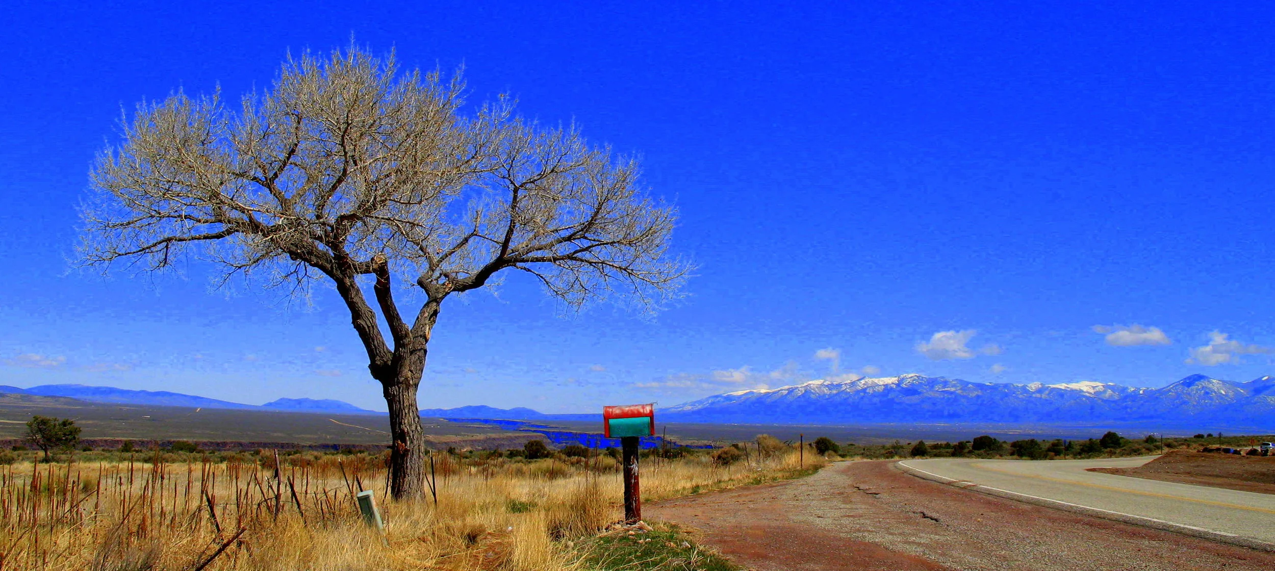 landscape tree.JPG