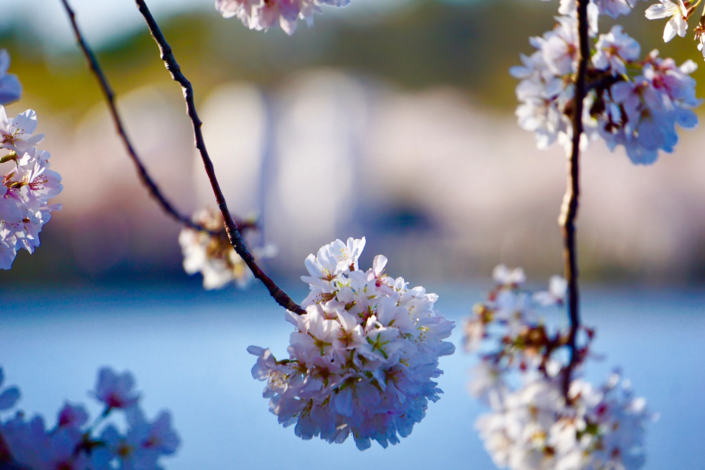 cherry blossom 2.JPG