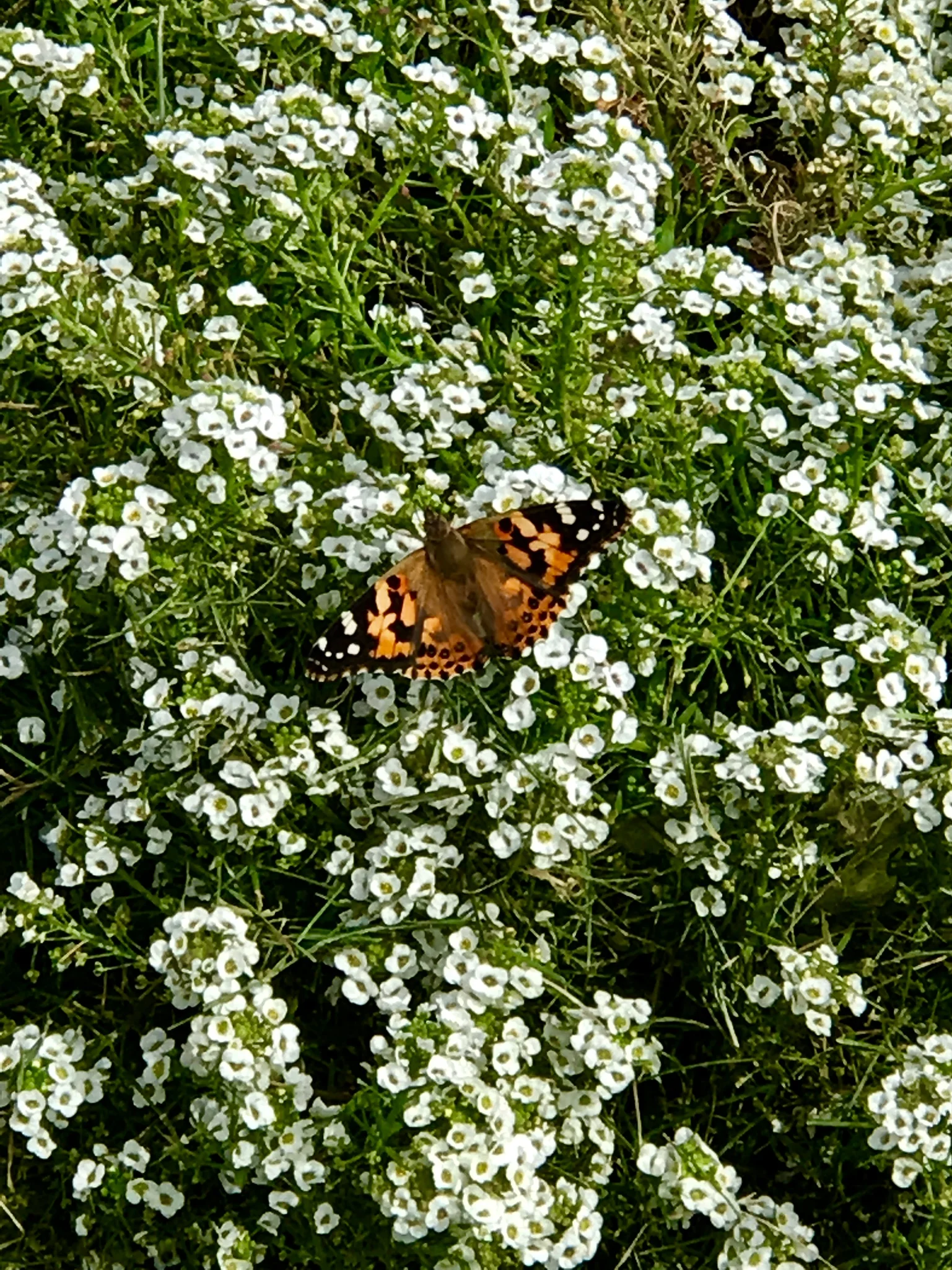 butterfly in flowers.JPG