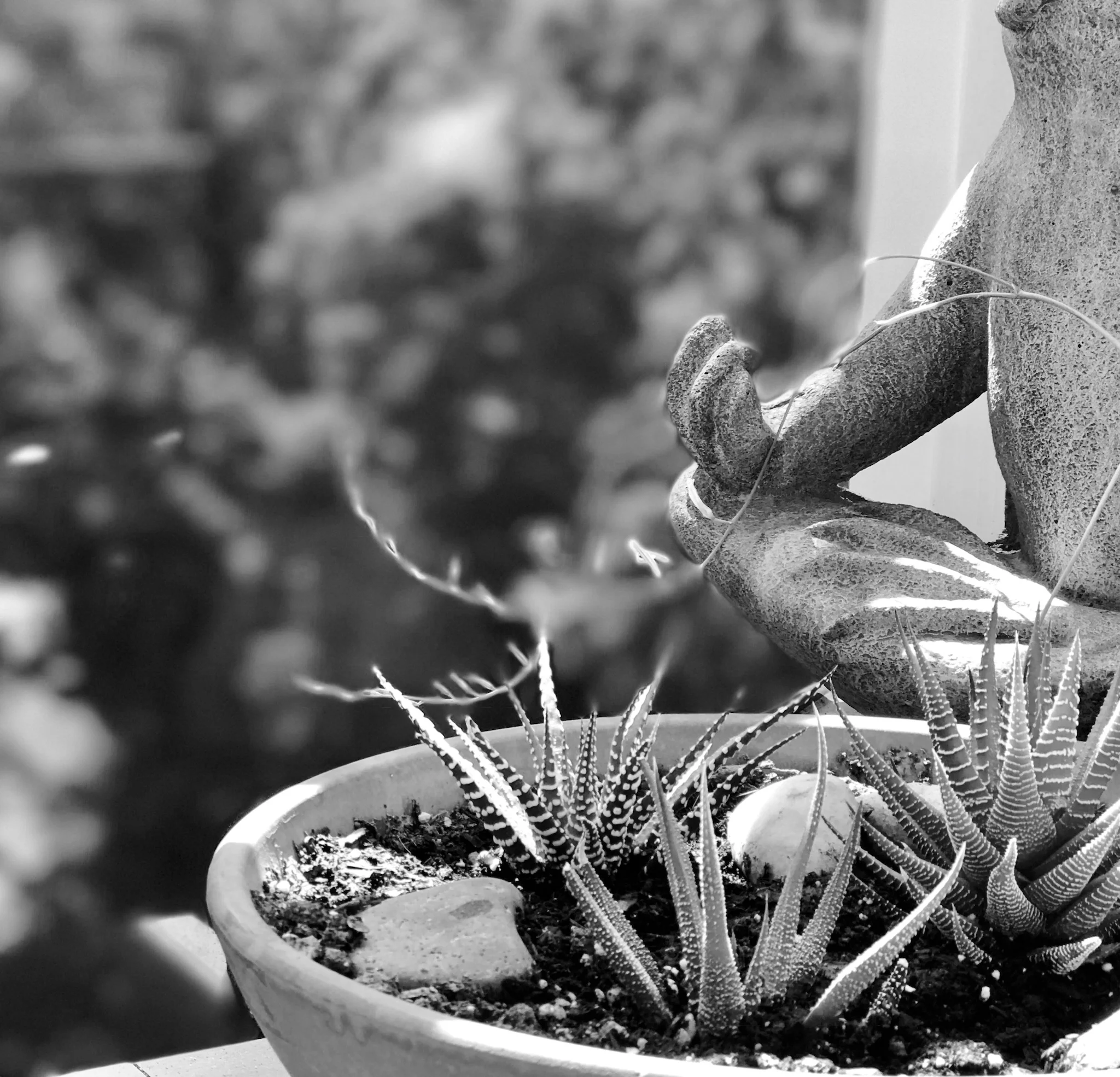 succulents.JPG