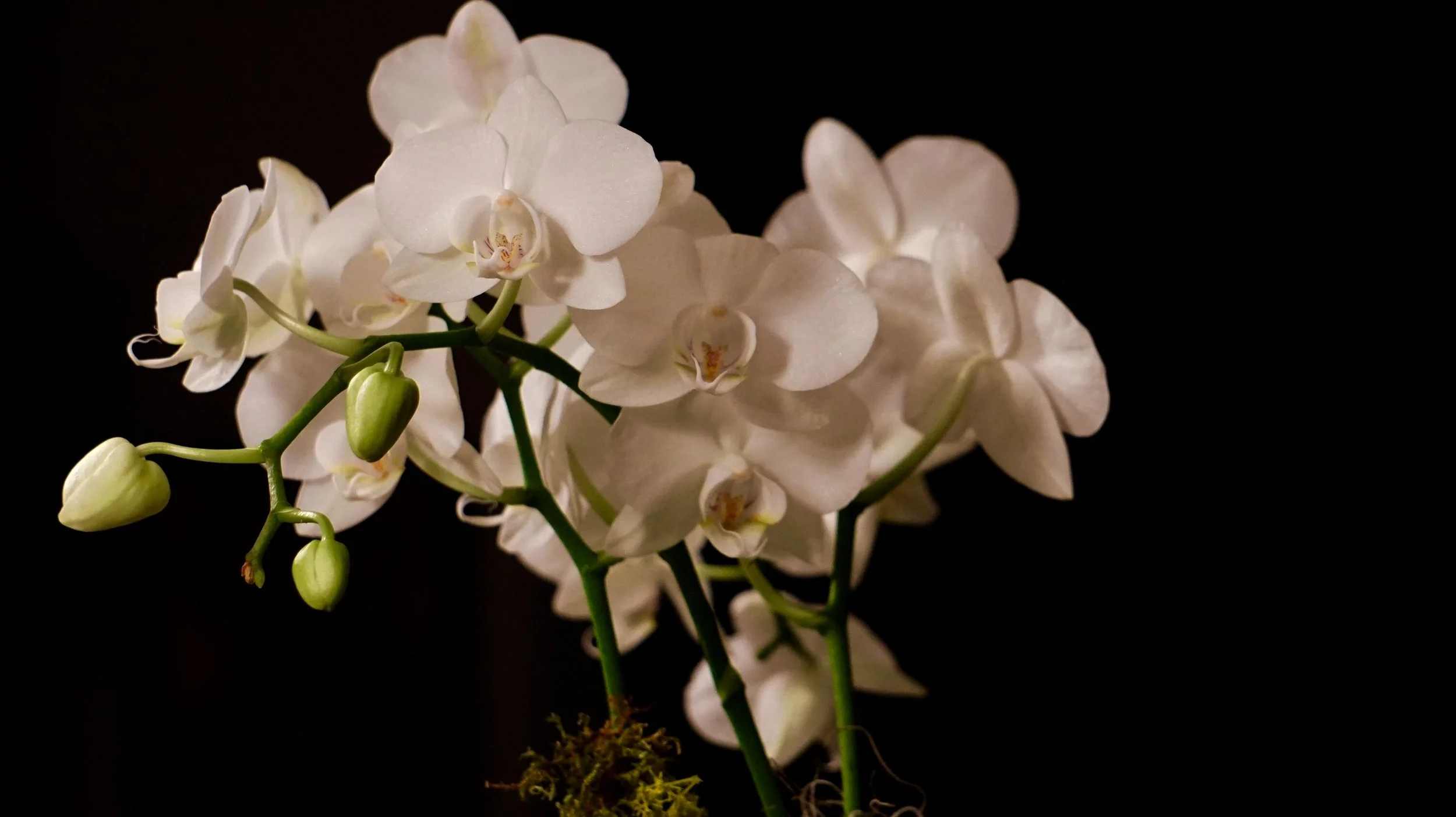 orchid.JPG