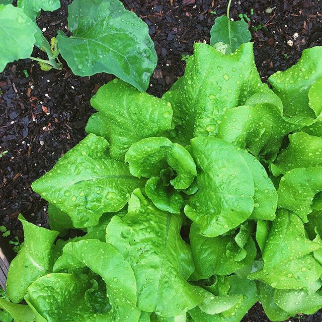 April showers bring giant lettuce heads🌱