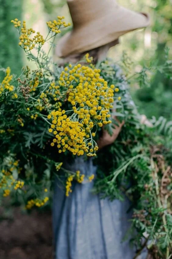 How to Start Your Own Herb Garden