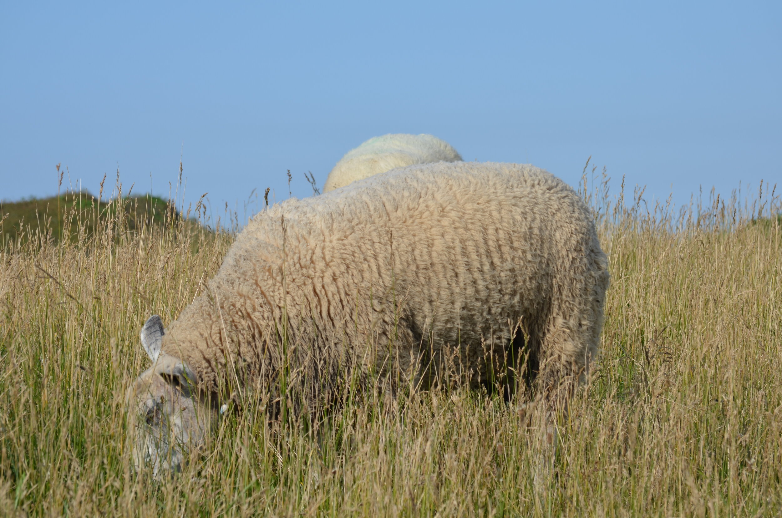 DSC_0449.JPG