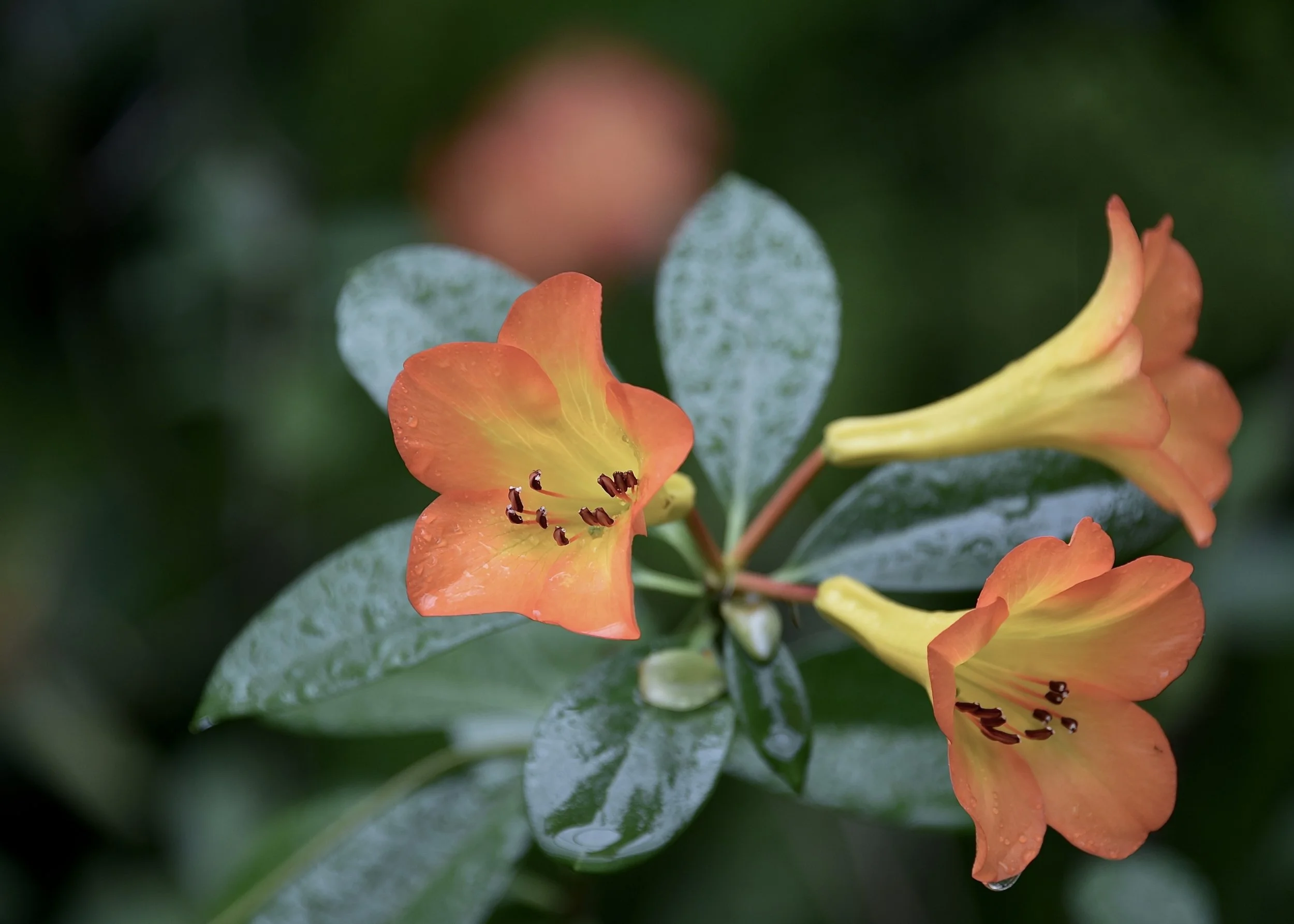 DSC_5551 2.JPG