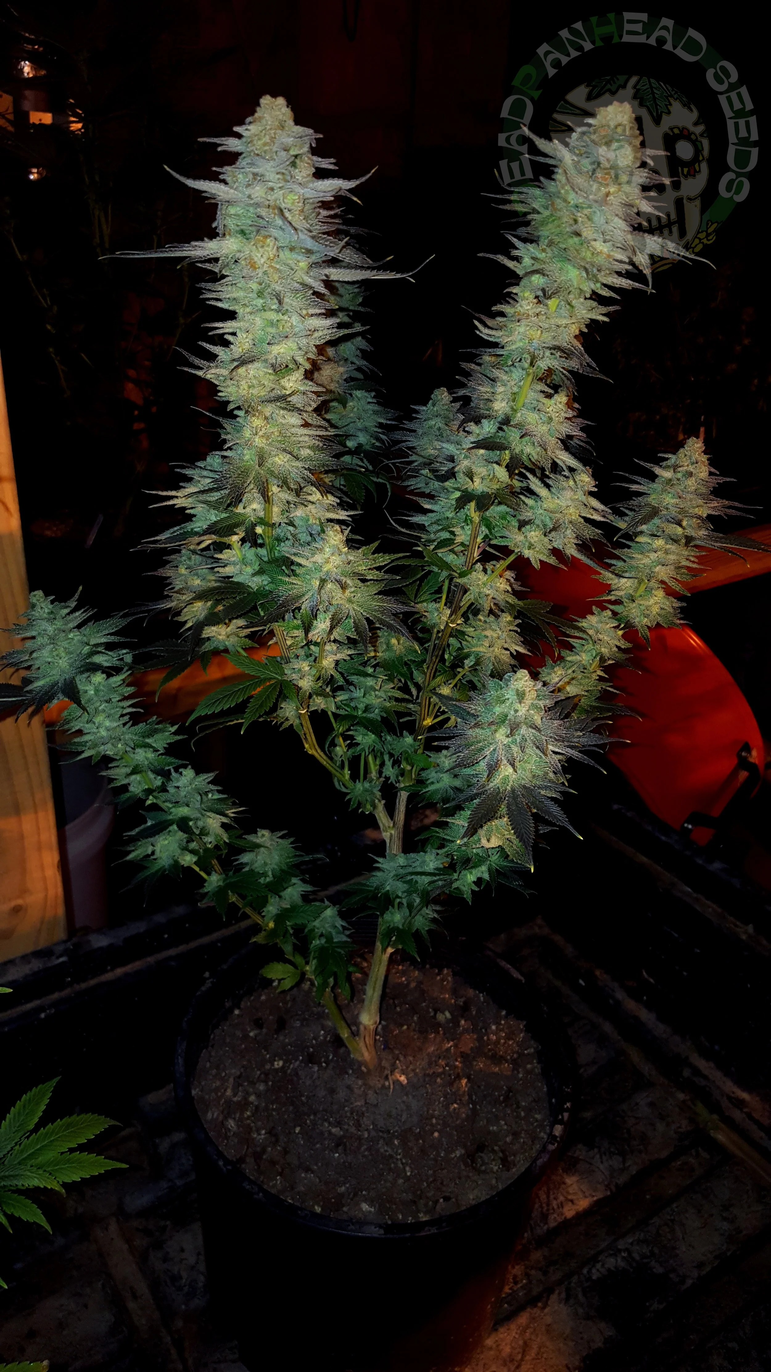 samsung SM-G920T1 5312x2988_003020.jpg