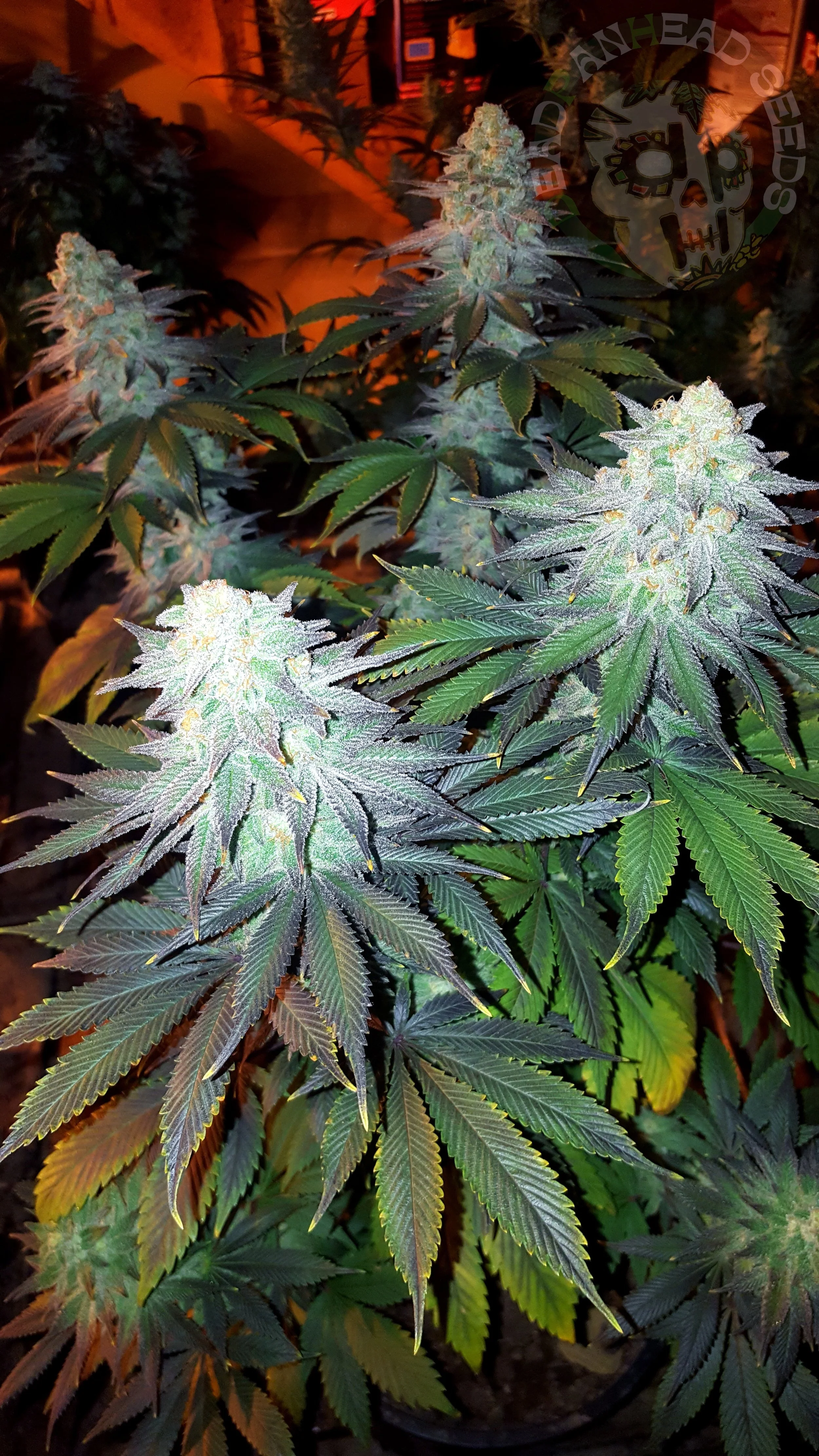 samsung SM-G920T1 5312x2988_000028.jpg