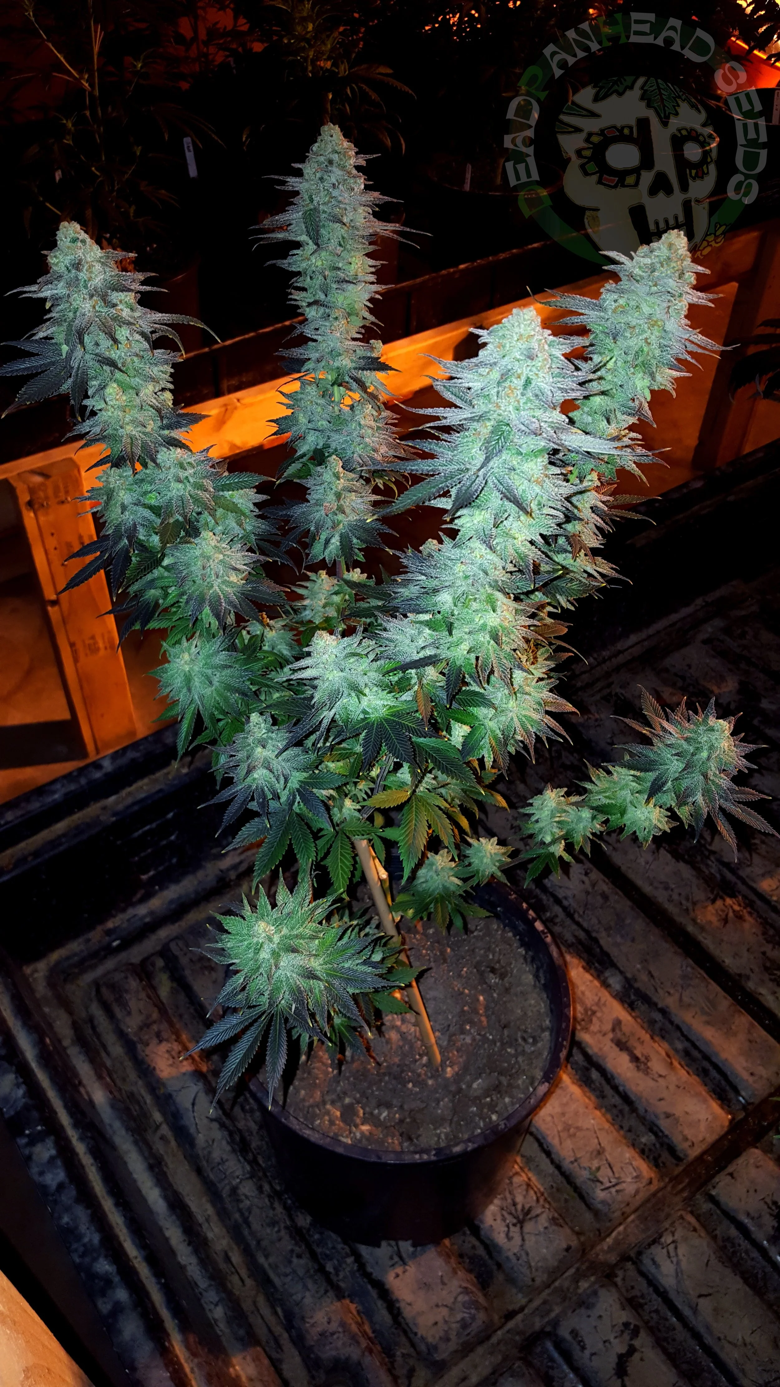 samsung SM-G920T1 5312x2988_006050.jpg