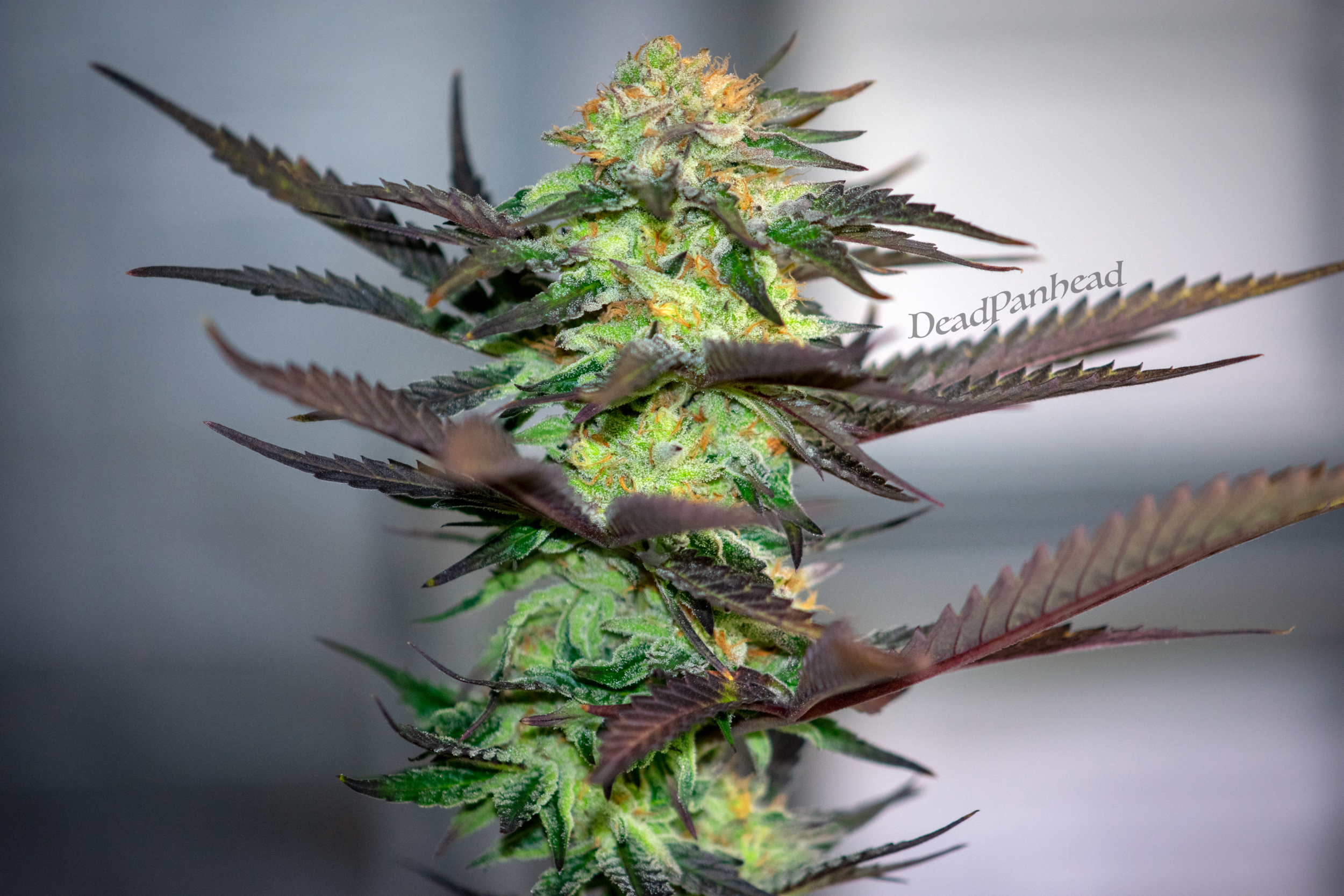 流血の繊維 - Grains of Bloodspill TCG専門店 蓮屋 MtG & FaB & GA / Legendary & Fabled & Marvel