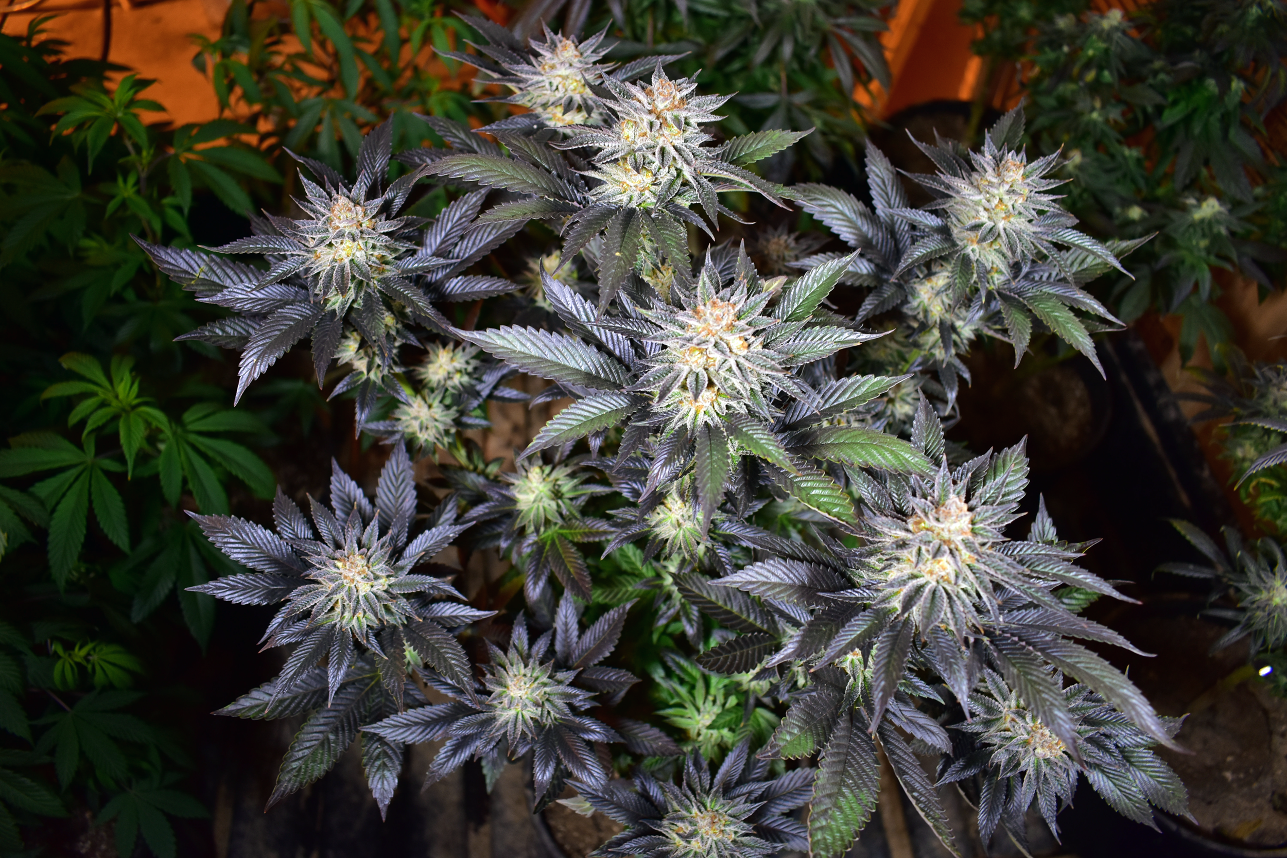 【ディグダ】OGKush 10 SweetSkunk 10 ディグダ】OGKush 10 SweetSkunk 10 Buy Dabwoods OG Kush