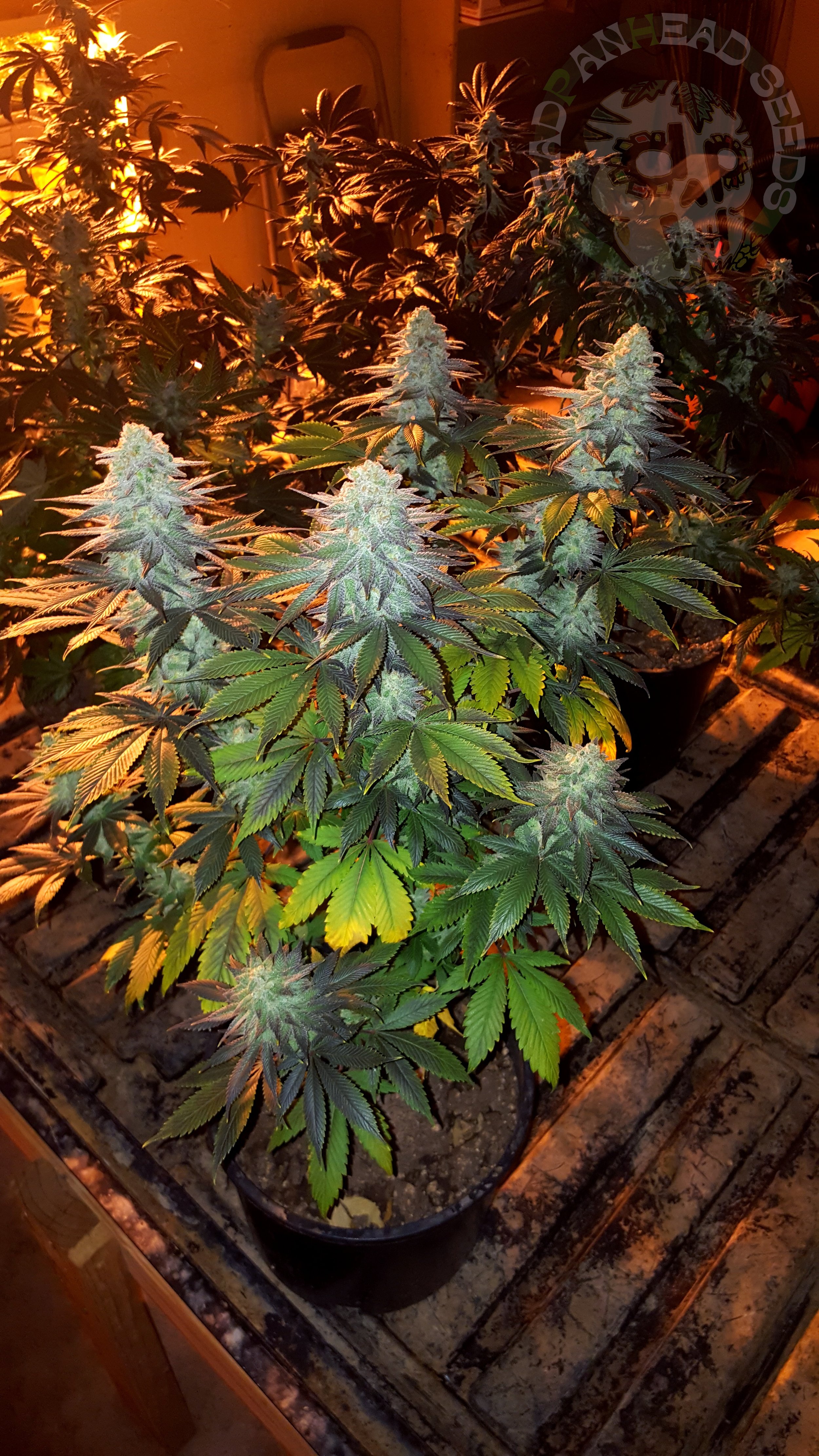 samsung SM-G920T1 5312x2988_000032.jpg