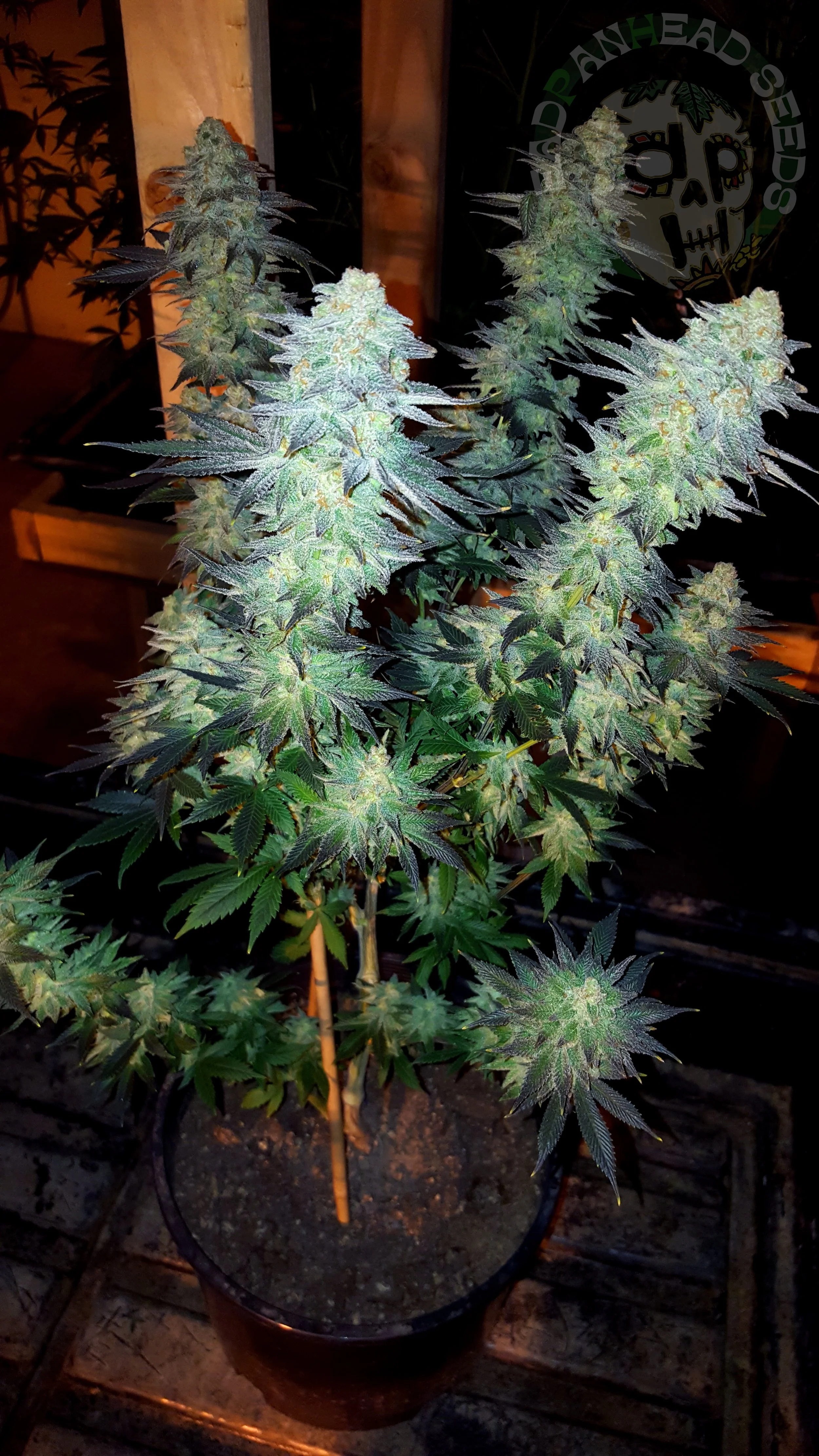 samsung SM-G920T1 5312x2988_004146.jpg