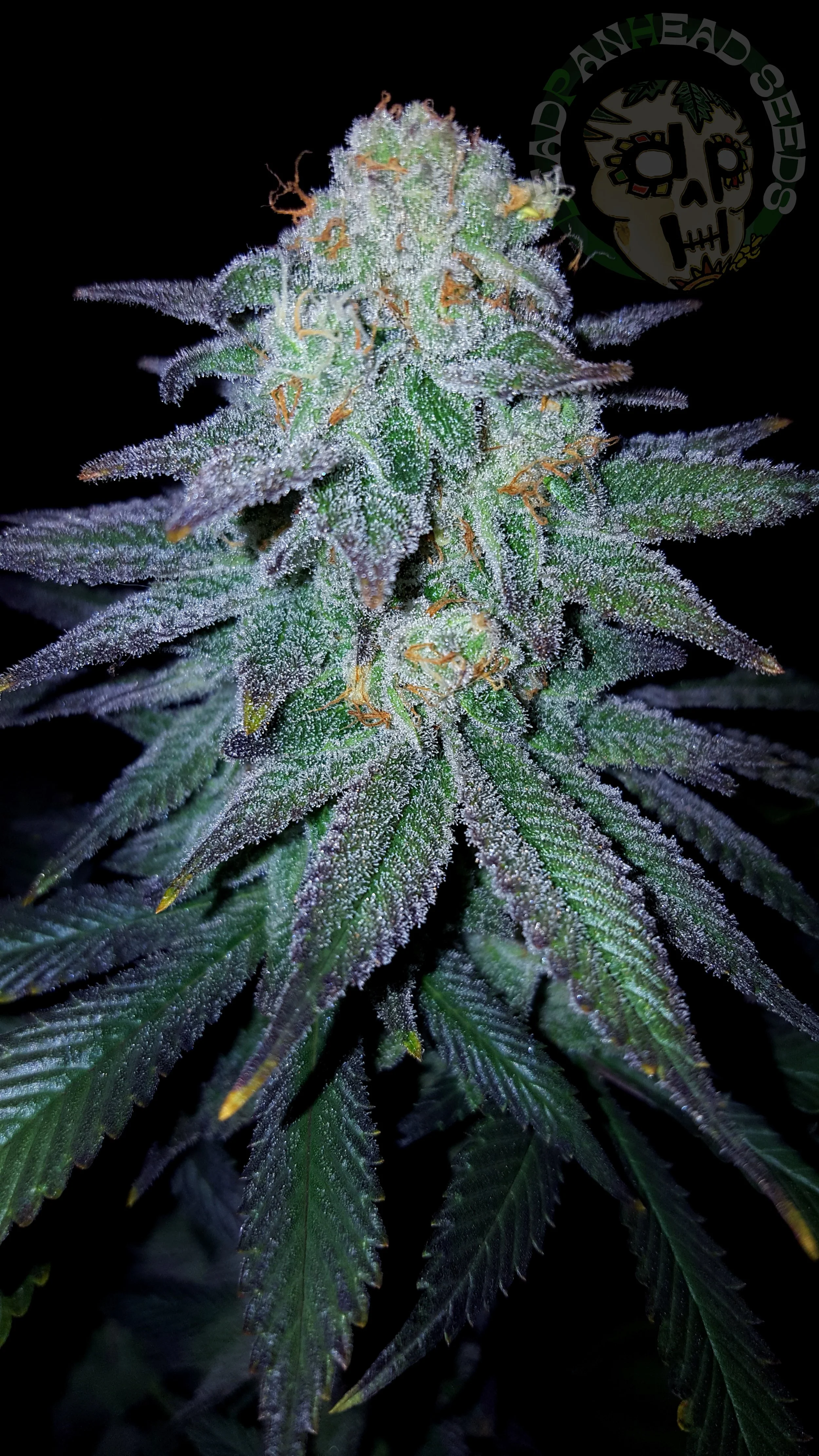 samsung SM-G920T1 5312x2988_001552.jpg