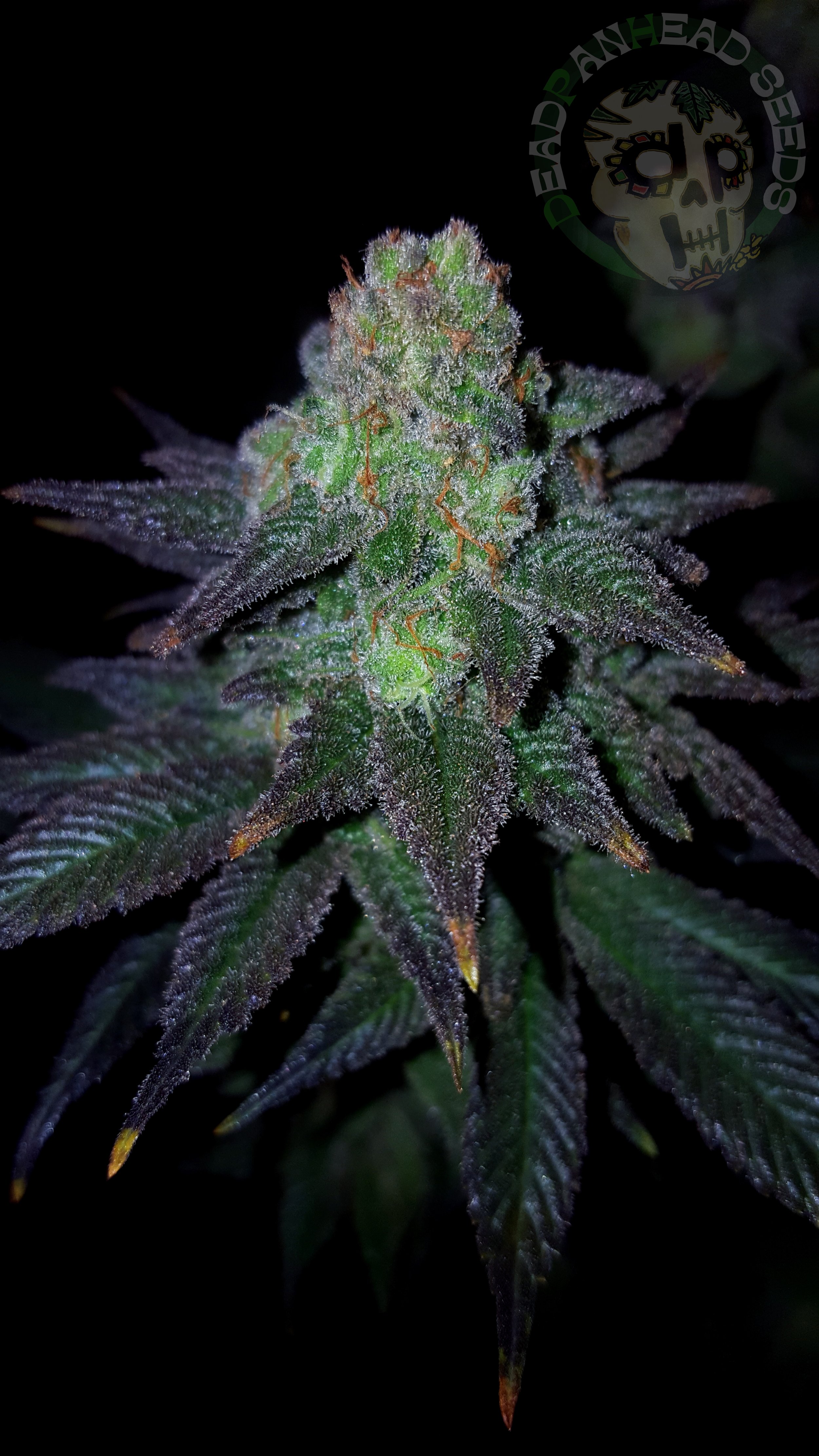 samsung SM-G920T1 5312x2988_003115.jpg