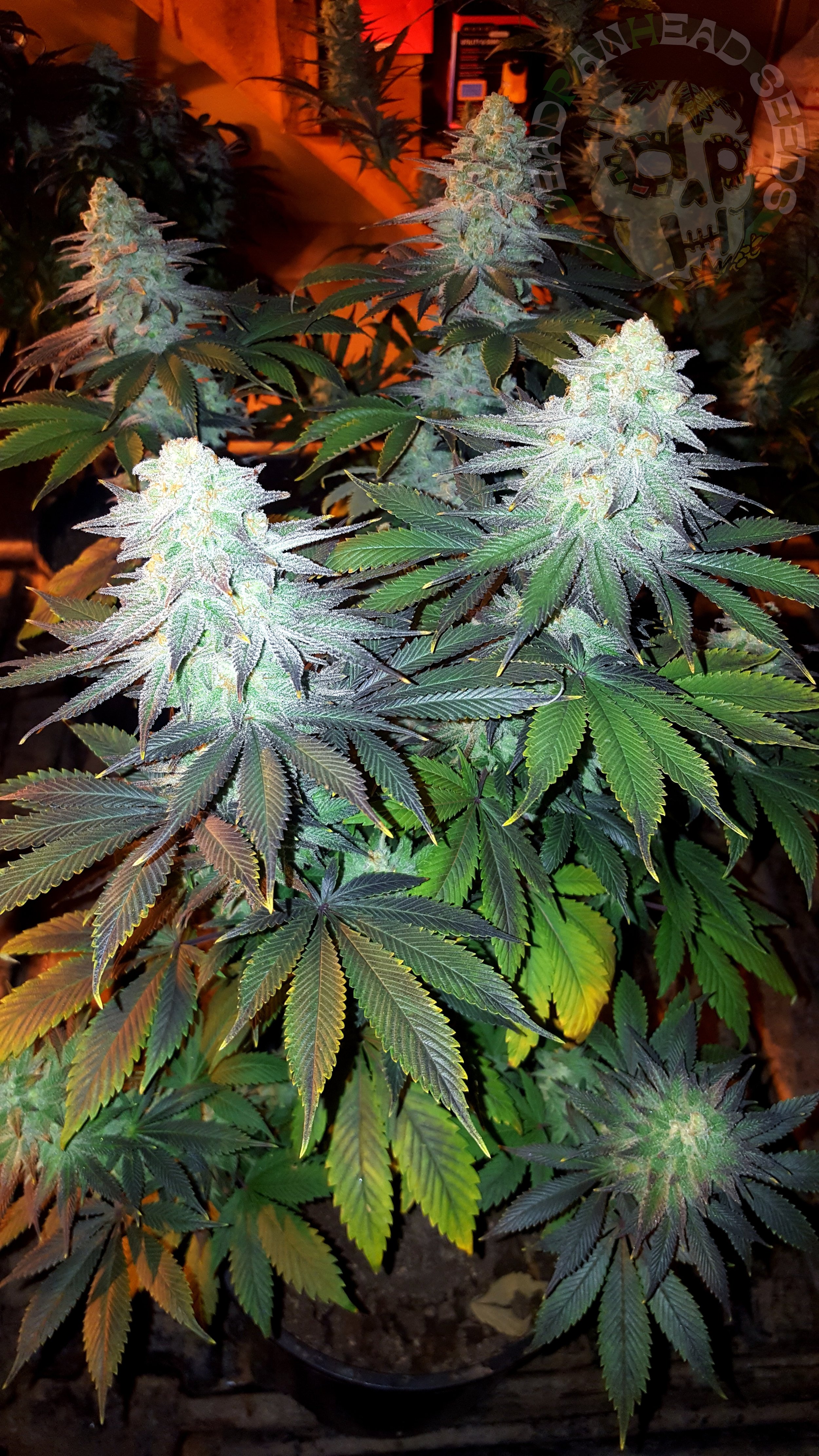 samsung SM-G920T1 5312x2988_000029.jpg