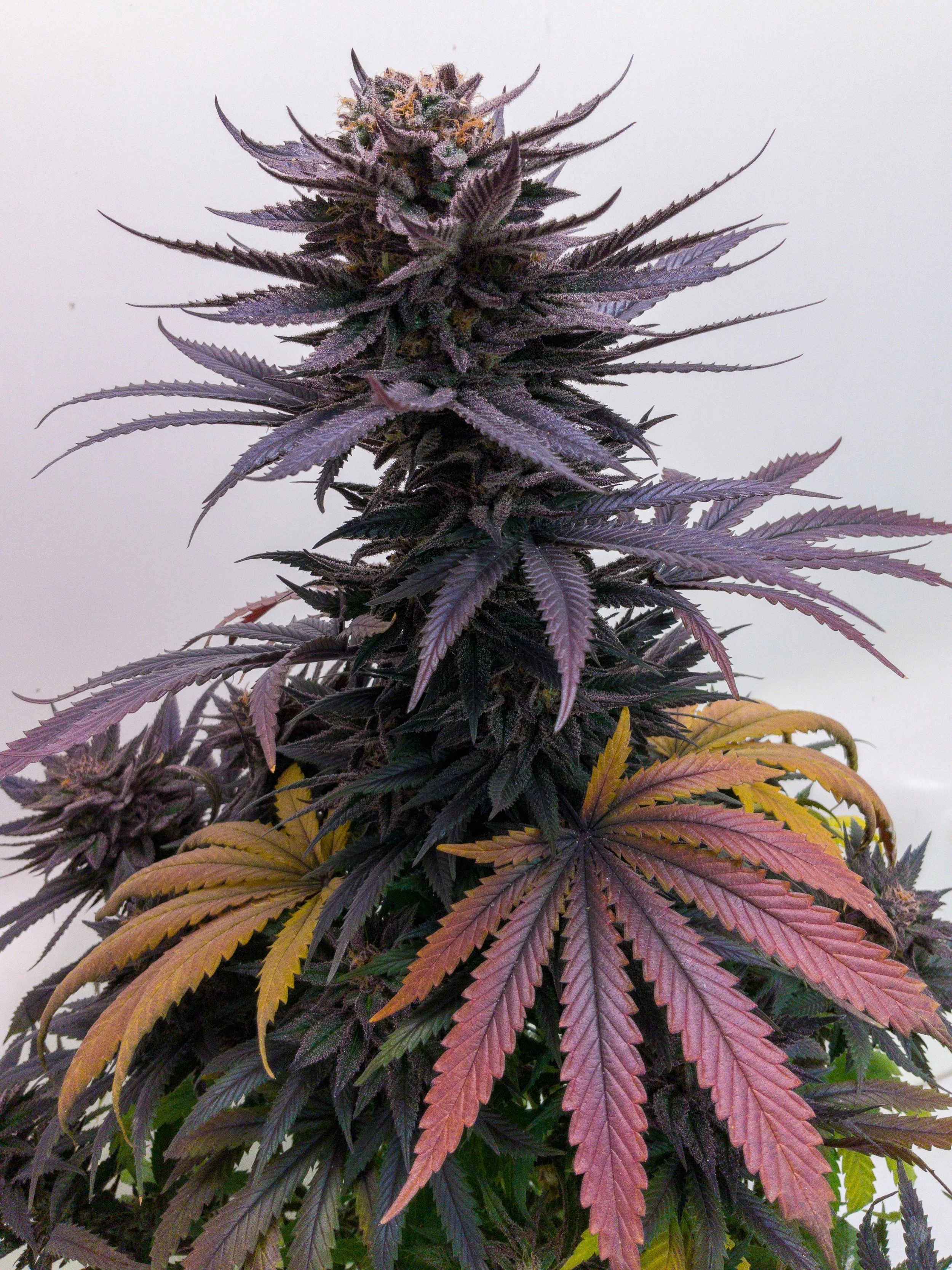 Close-up of a flowering cannabis plant showing purple, green, and yellow leaves.