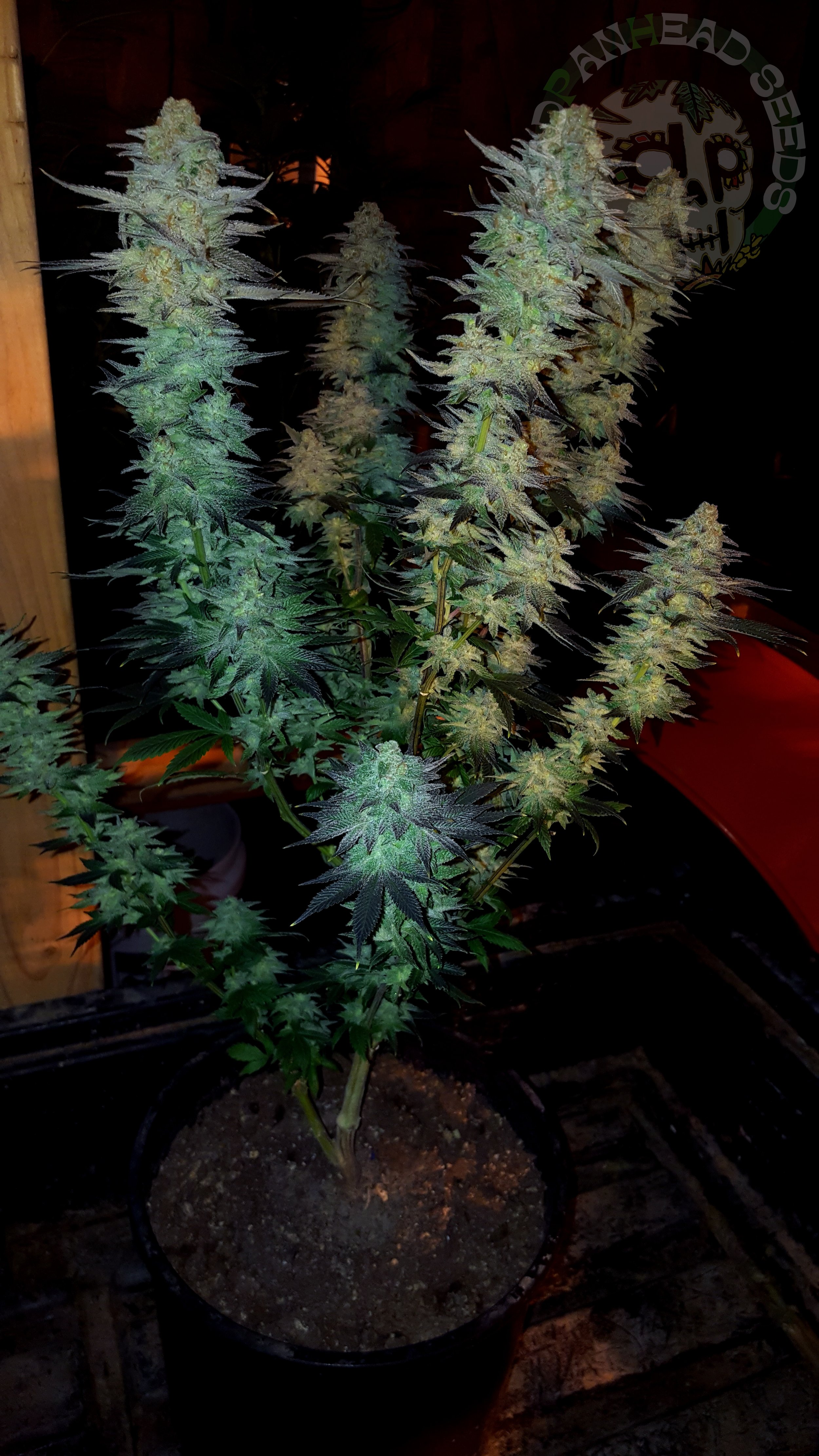 samsung SM-G920T1 5312x2988_003016.jpg