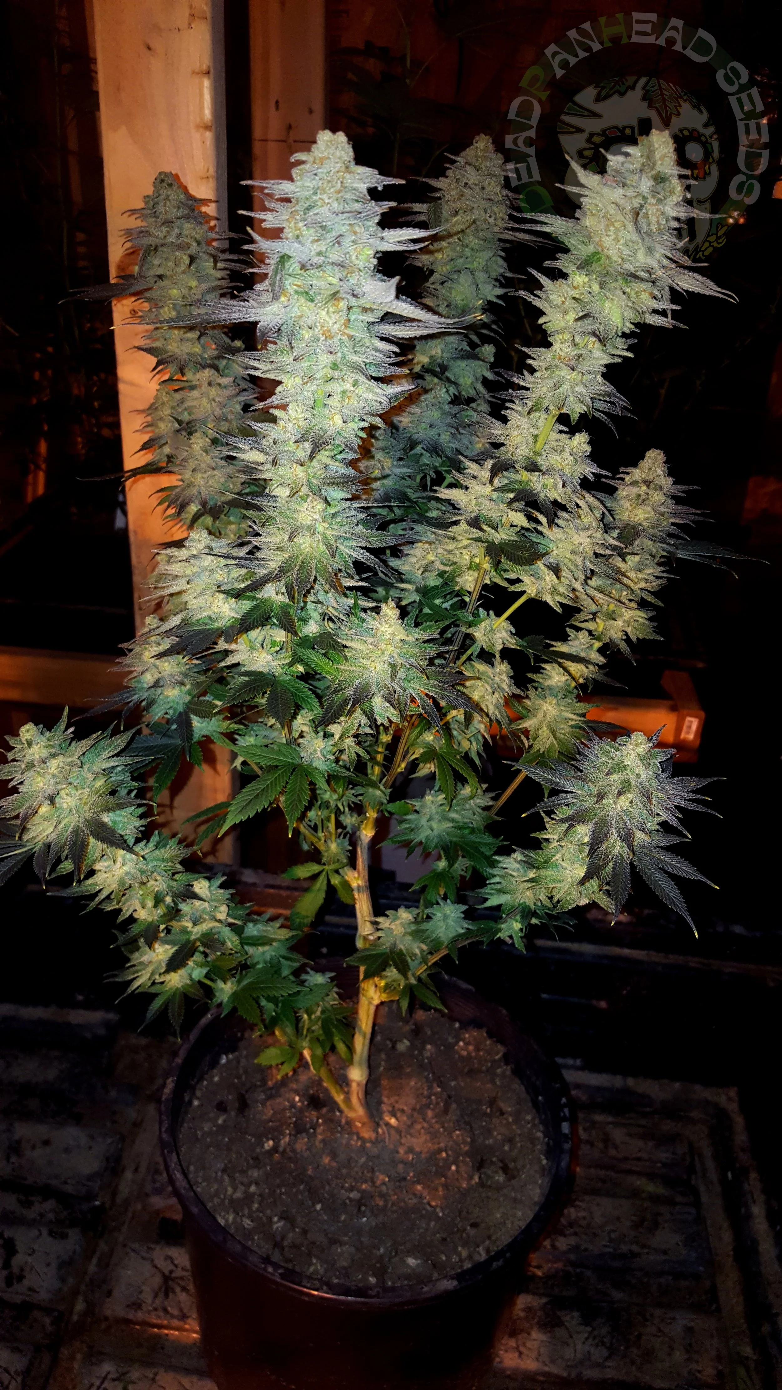 samsung SM-G920T1 5312x2988_003005.jpg