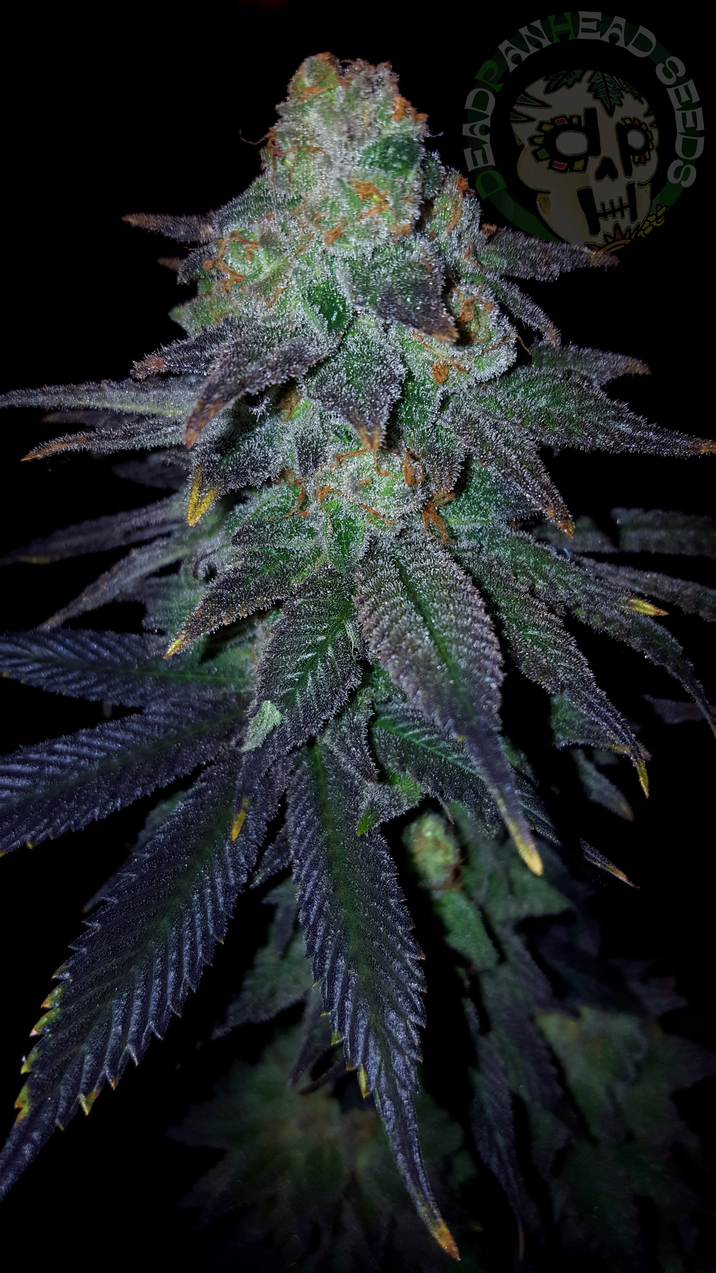 samsung SM-G920T1 5312x2988_003120.jpg