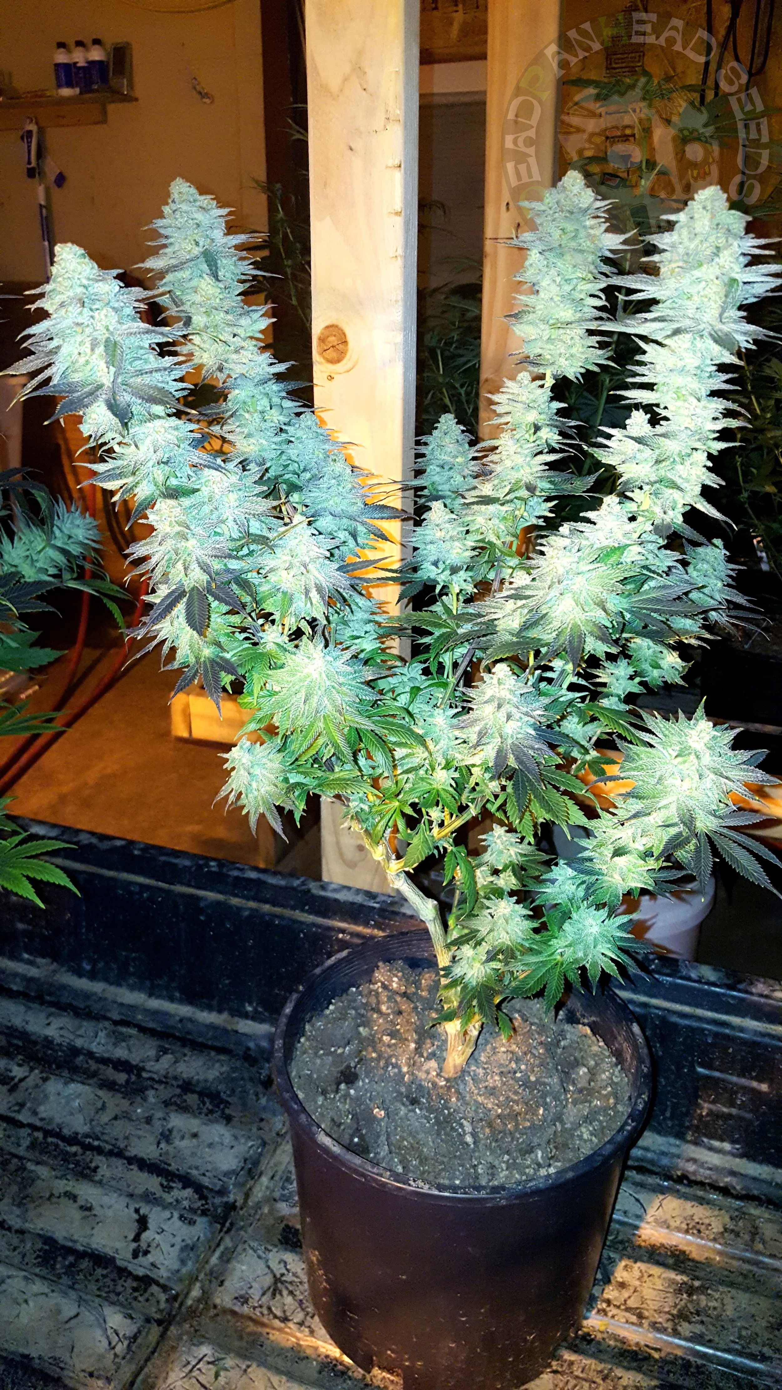 samsung SM-G920T1 5312x2988_004154.jpg