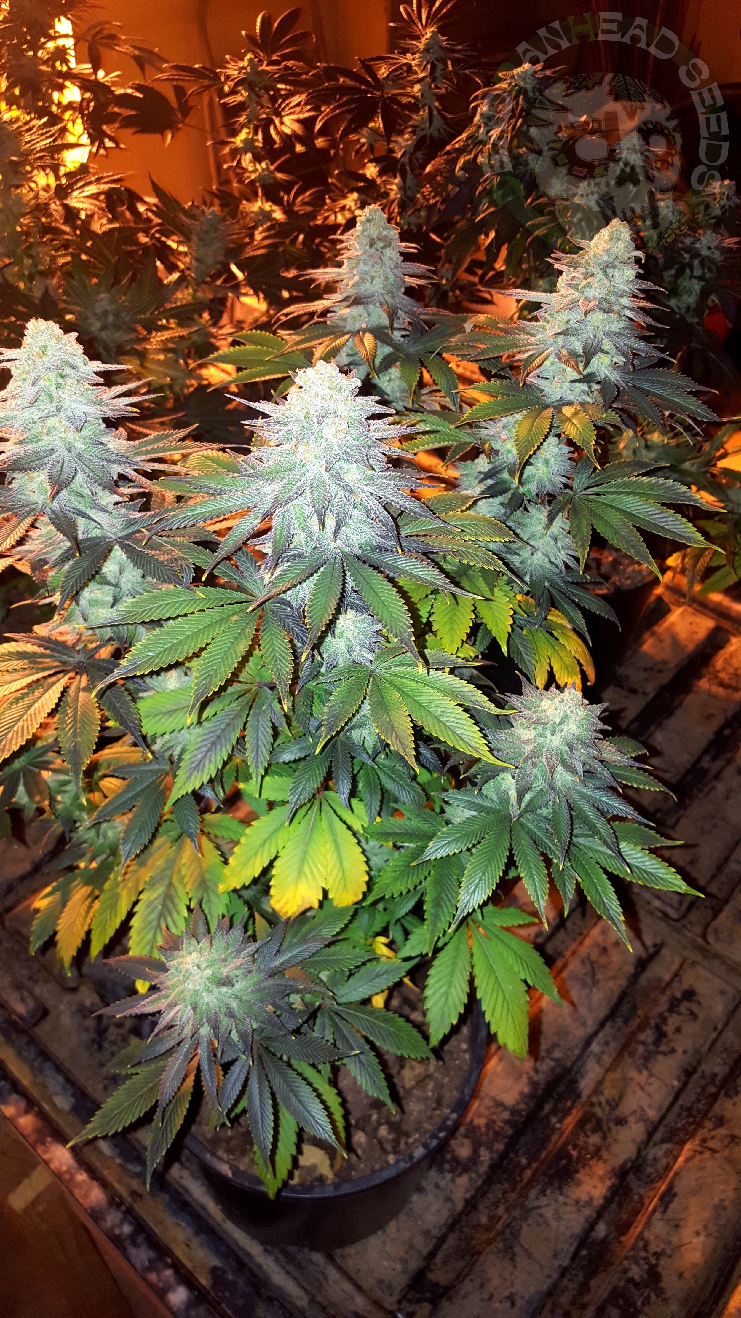 samsung SM-G920T1 5312x2988_000031.jpg