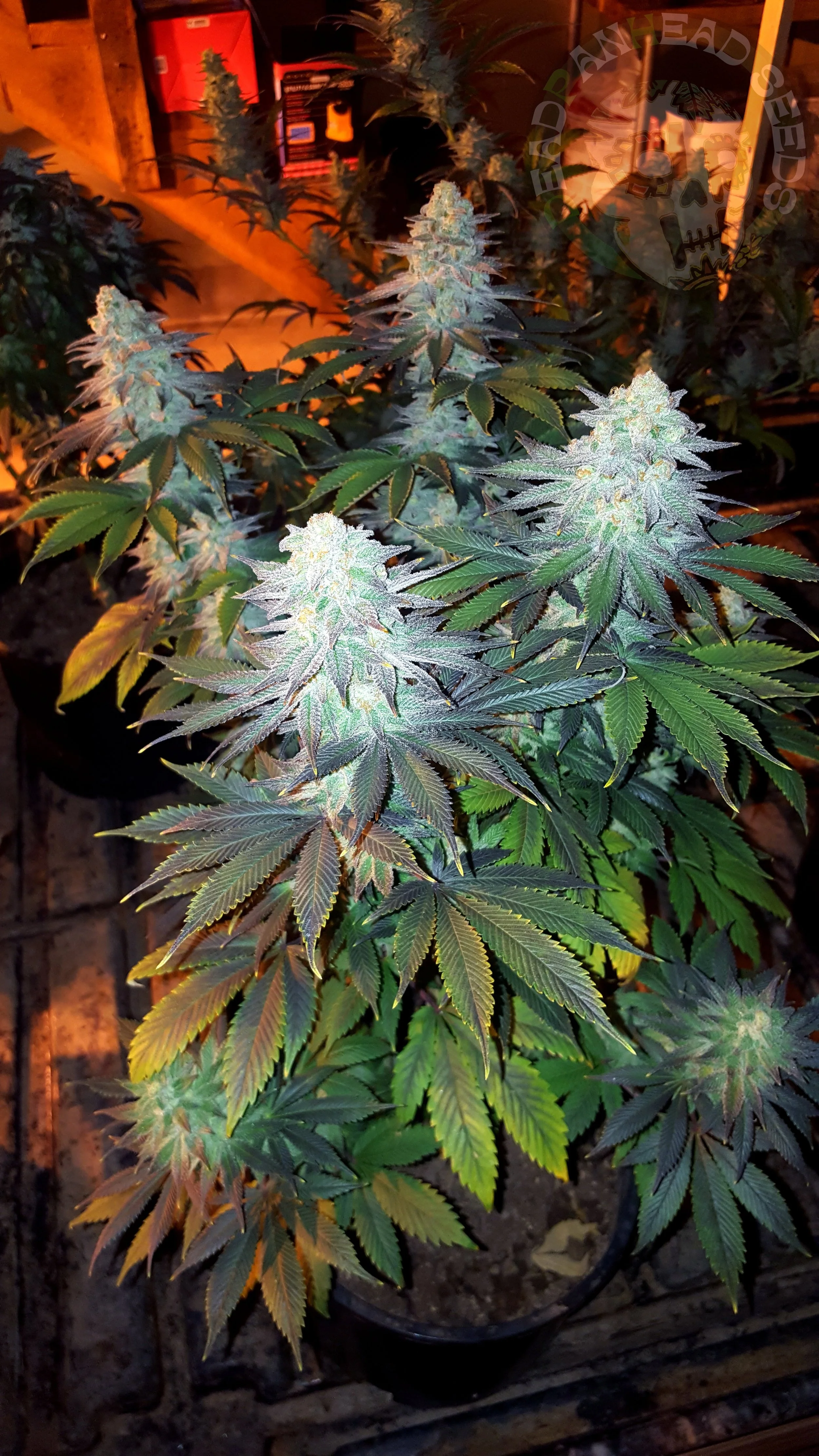 samsung SM-G920T1 5312x2988_000030.jpg