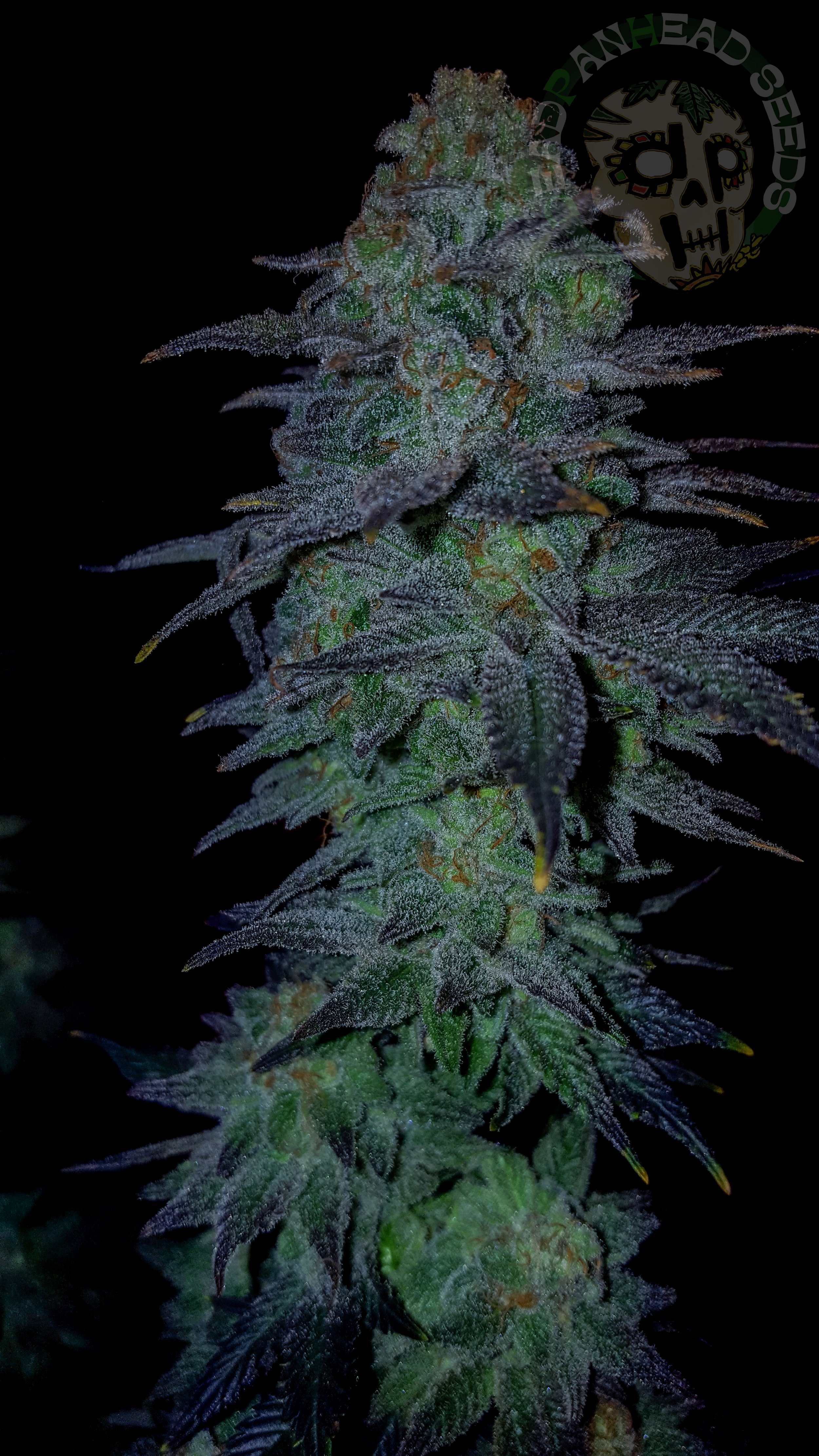 samsung SM-G920T1 5312x2988_003125.jpg