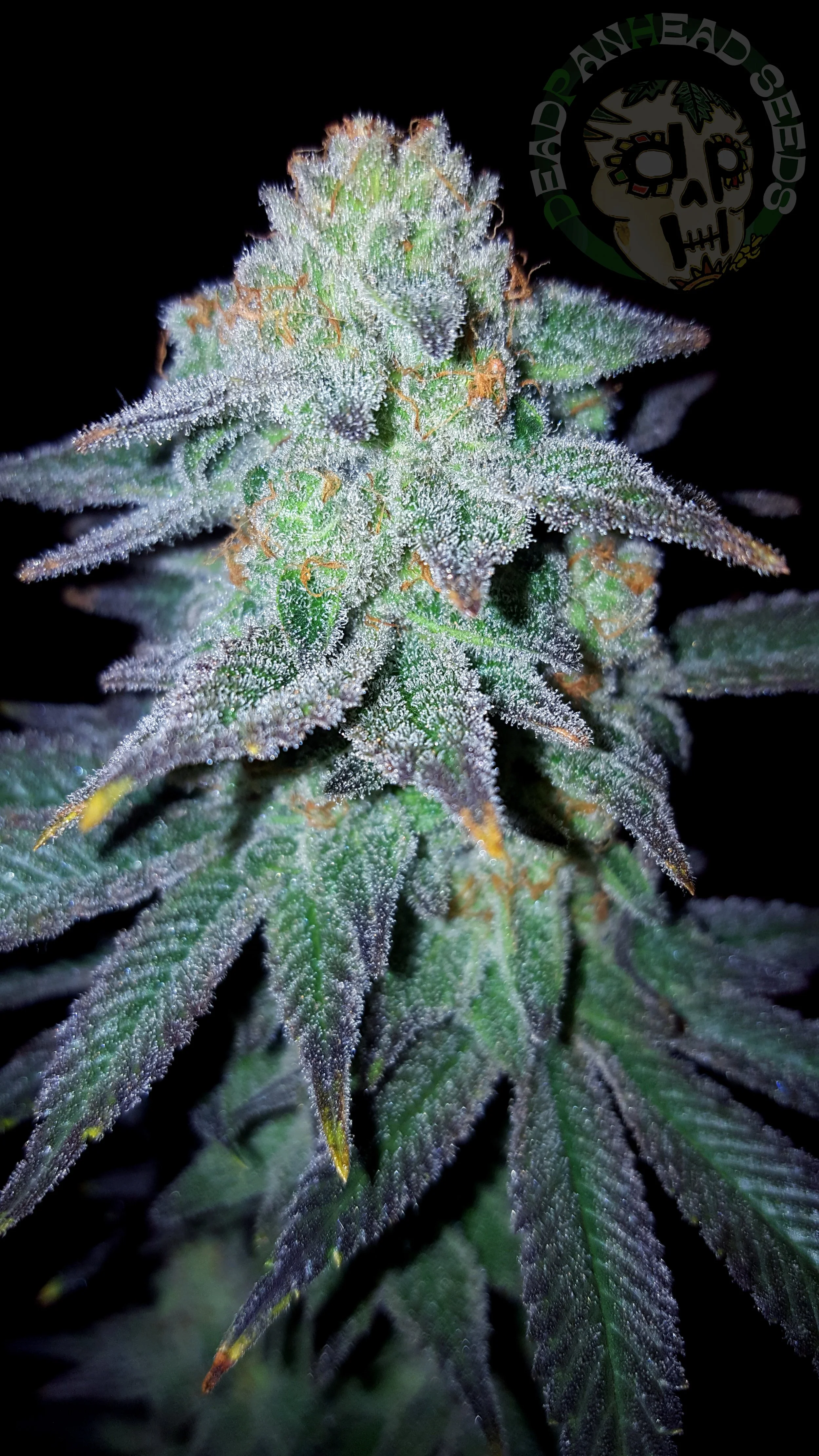 samsung SM-G920T1 5312x2988_003121.jpg