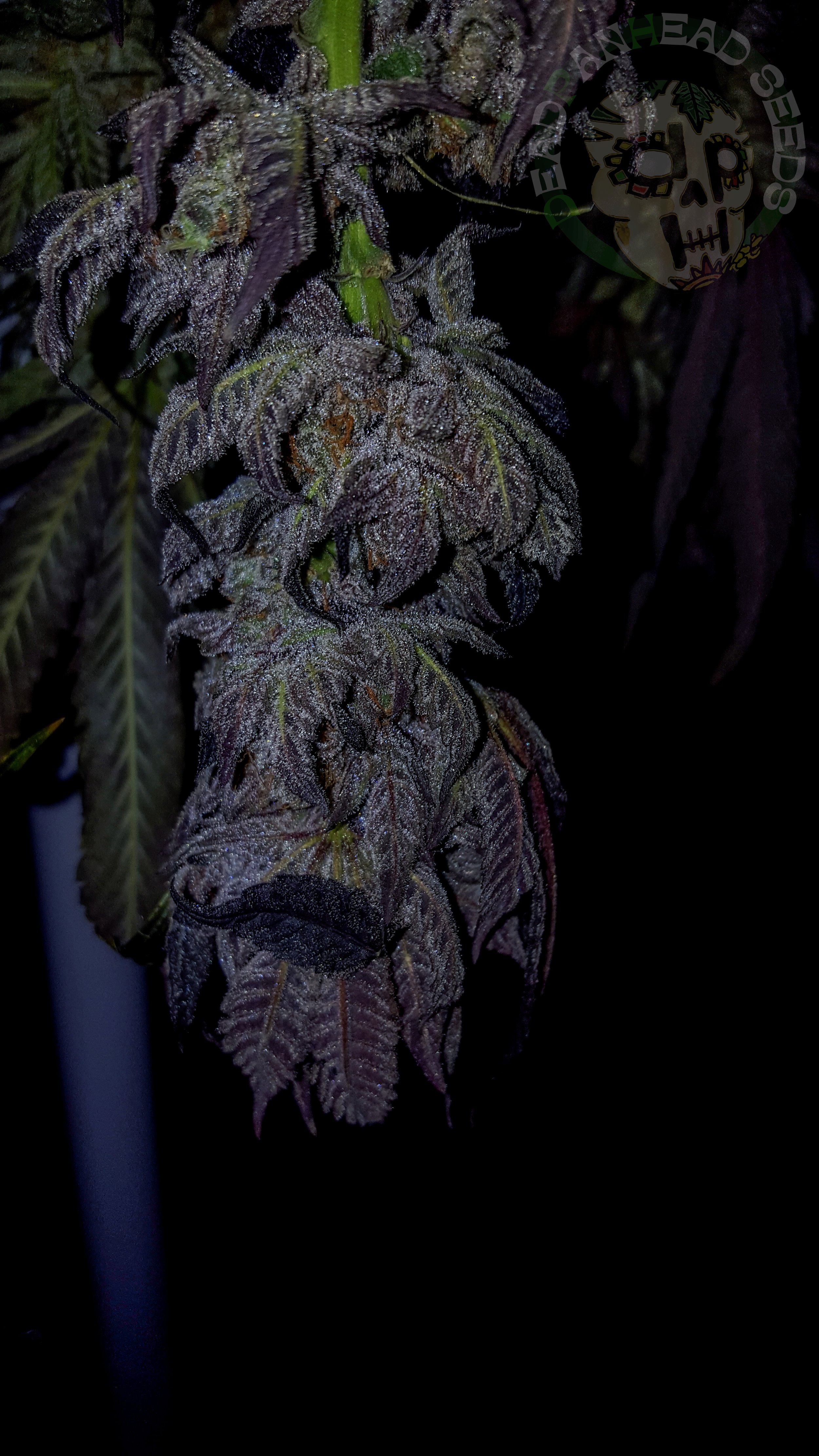 samsung SM-G920T1 5312x2988_003496.jpg