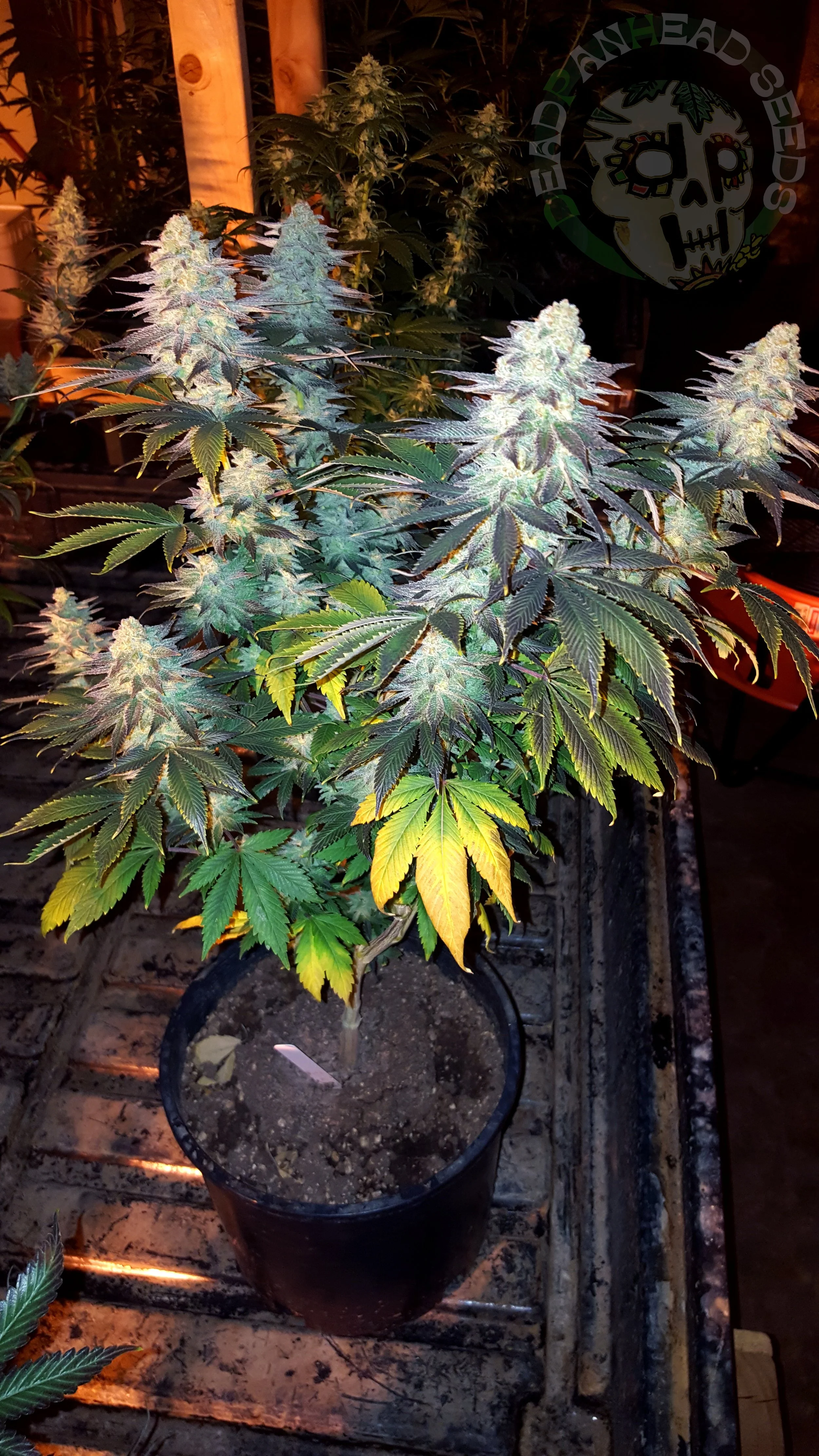 samsung SM-G920T1 5312x2988_000036.jpg