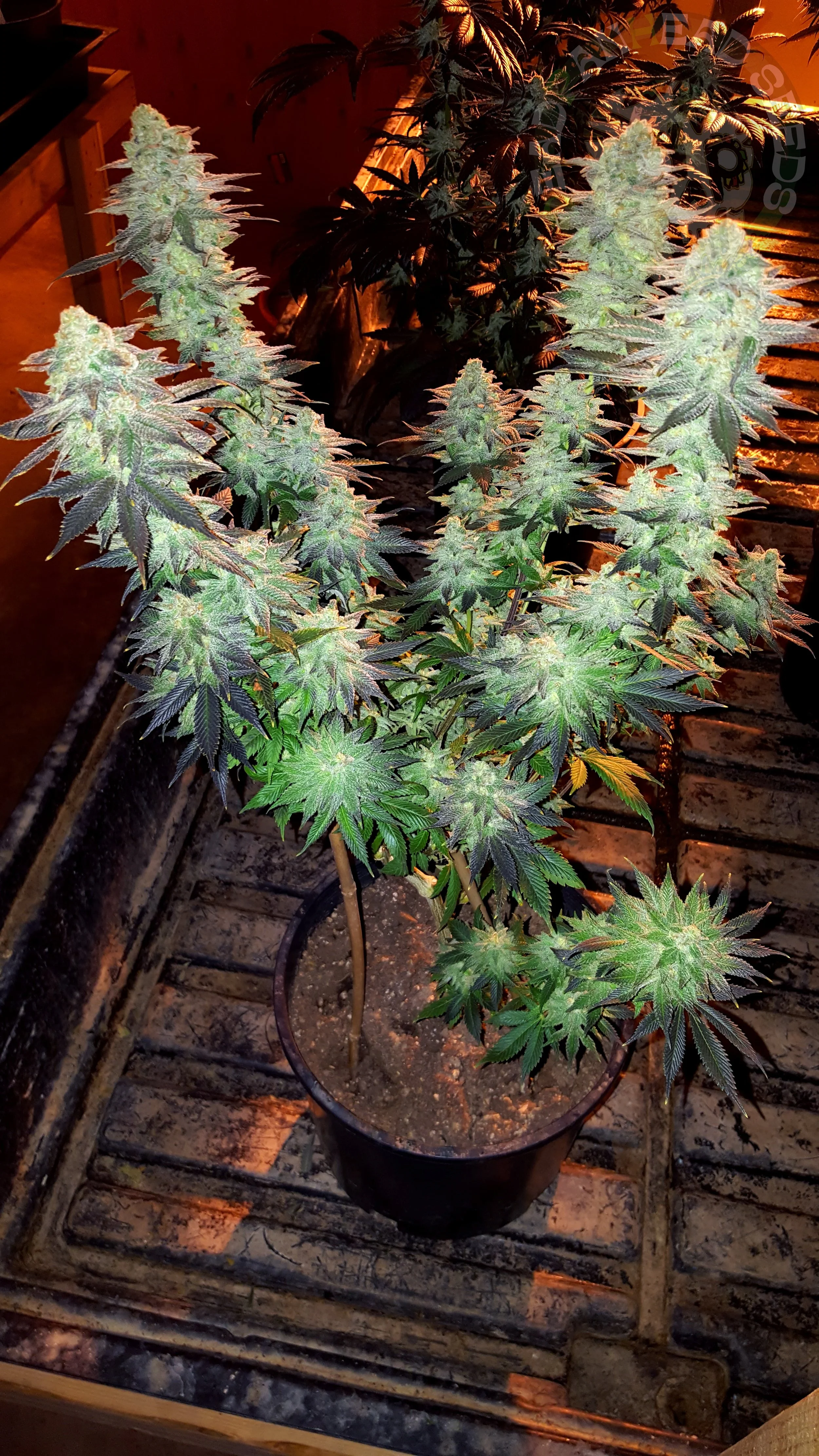 samsung SM-G920T1 5312x2988_003055.jpg