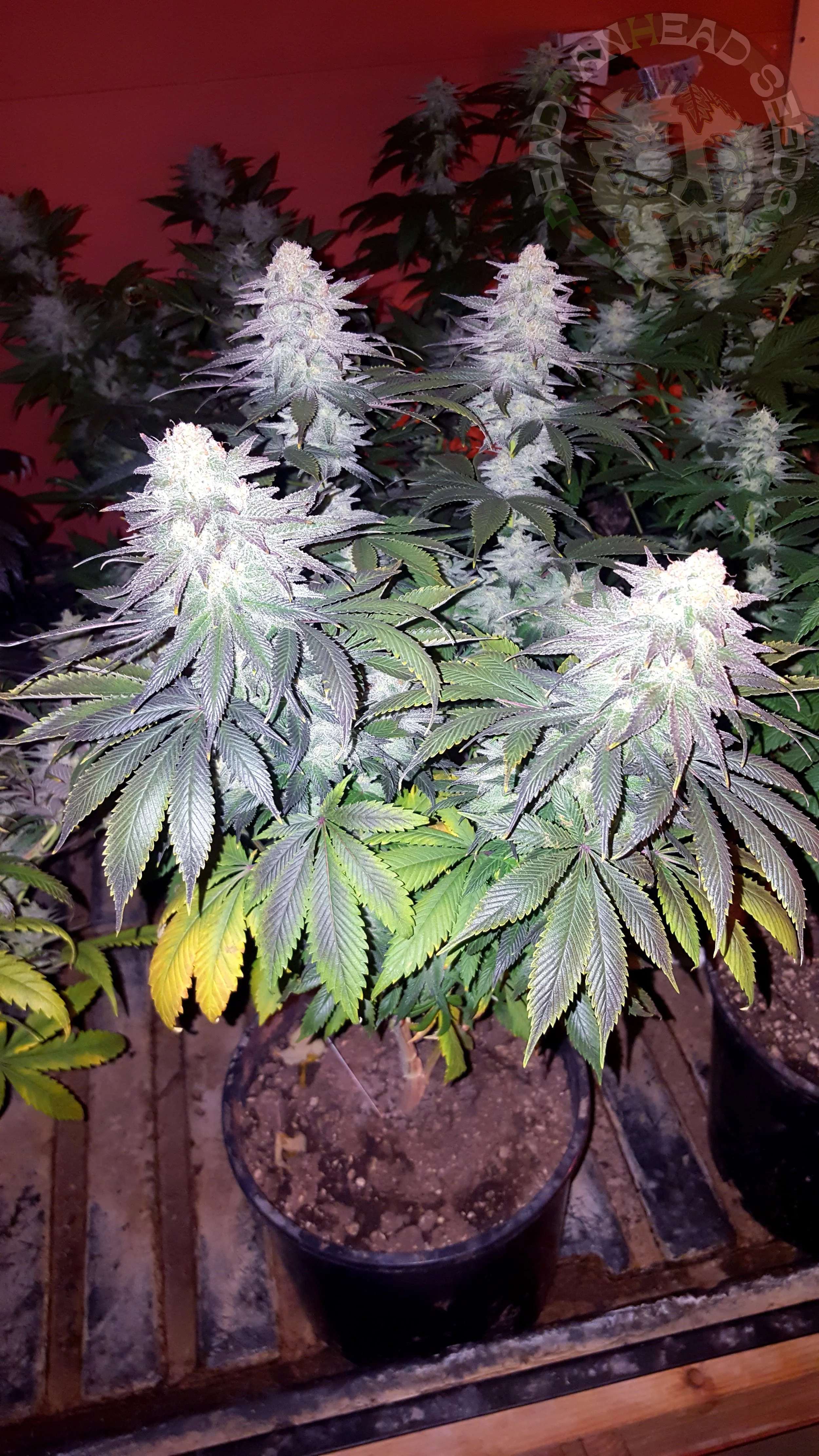 A potted cannabis plant with dense, flowering buds covered in trichomes, under grow lights.