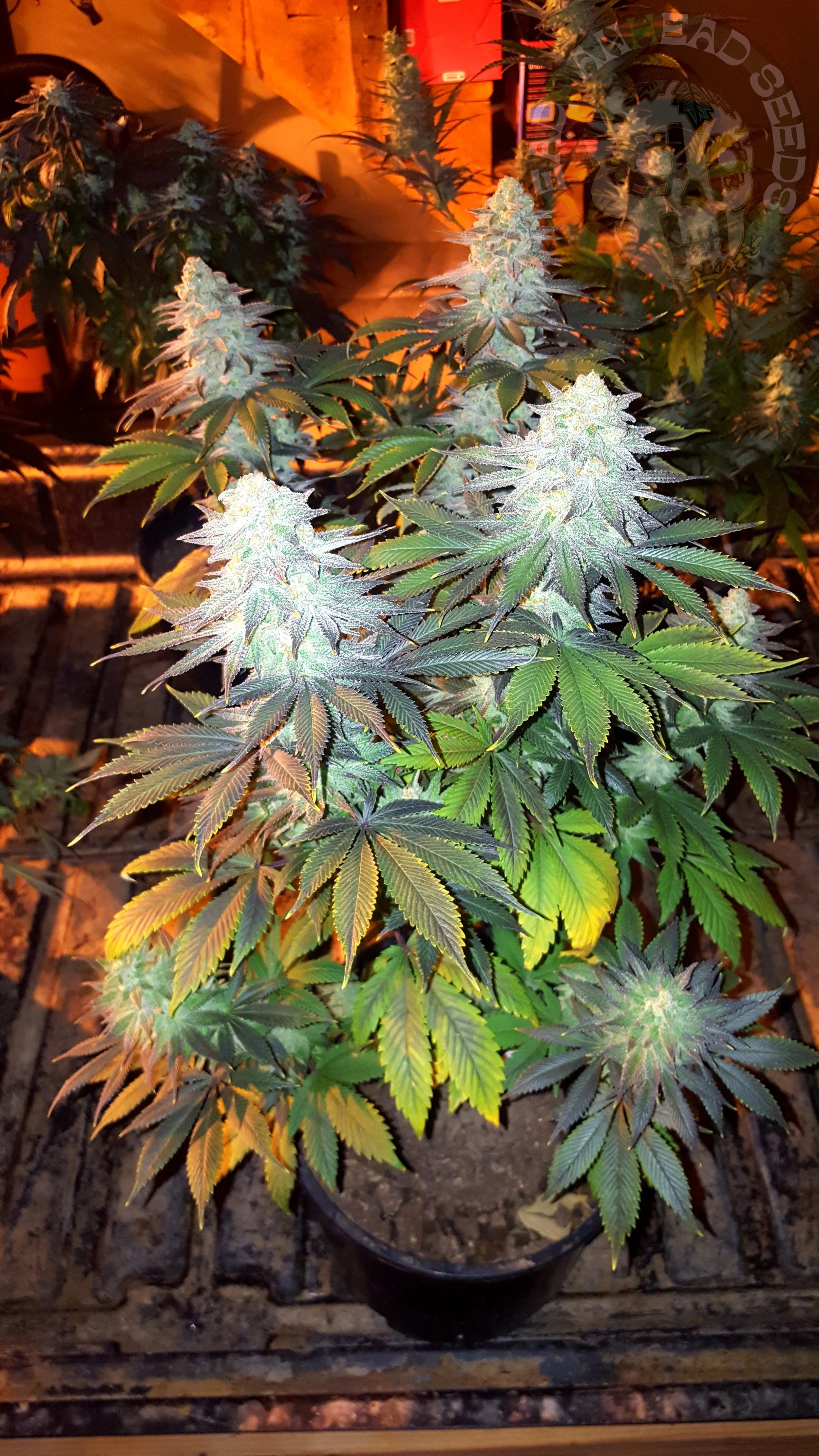 samsung SM-G920T1 5312x2988_000027.jpg